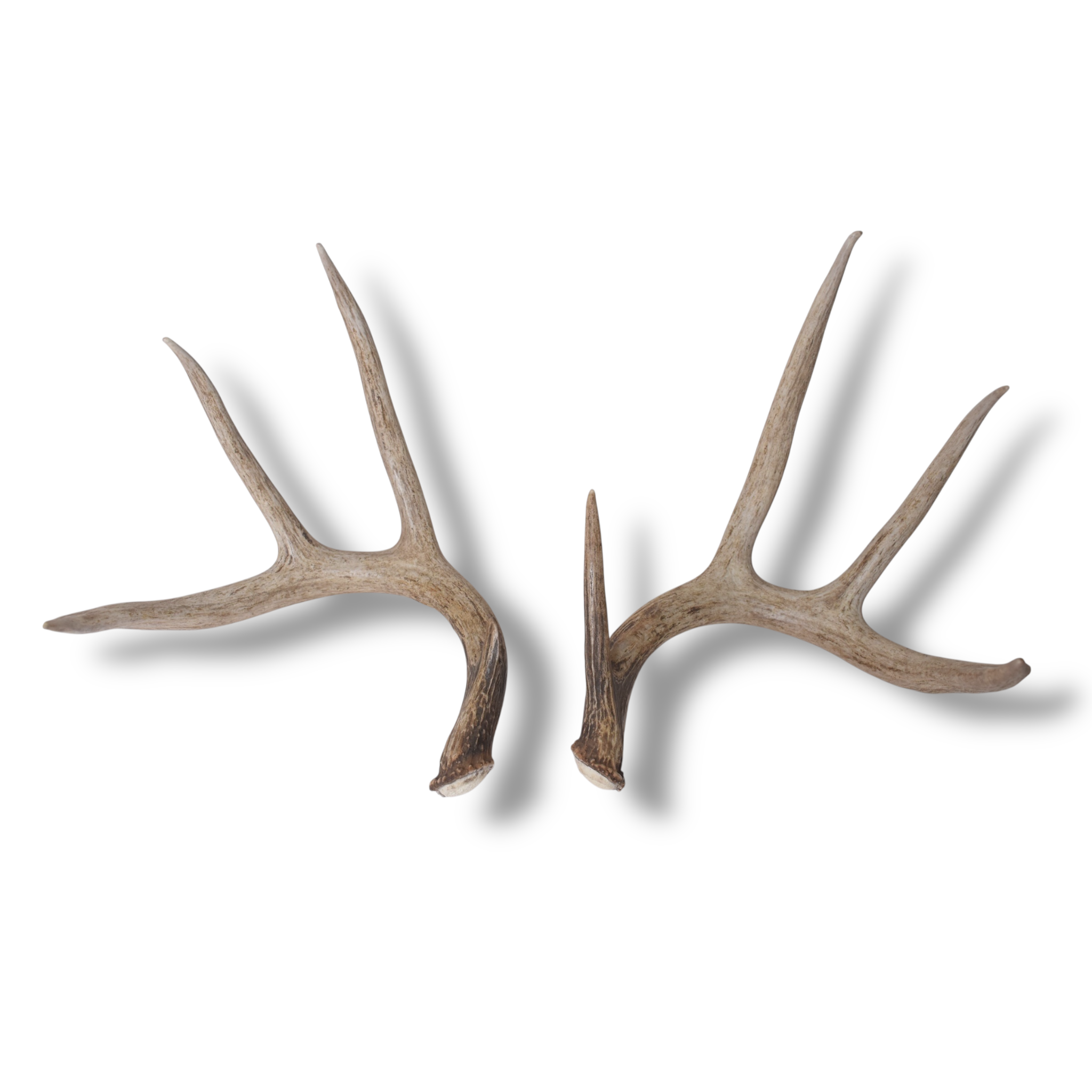 Whitetail Deer Antler Set | Large | 4