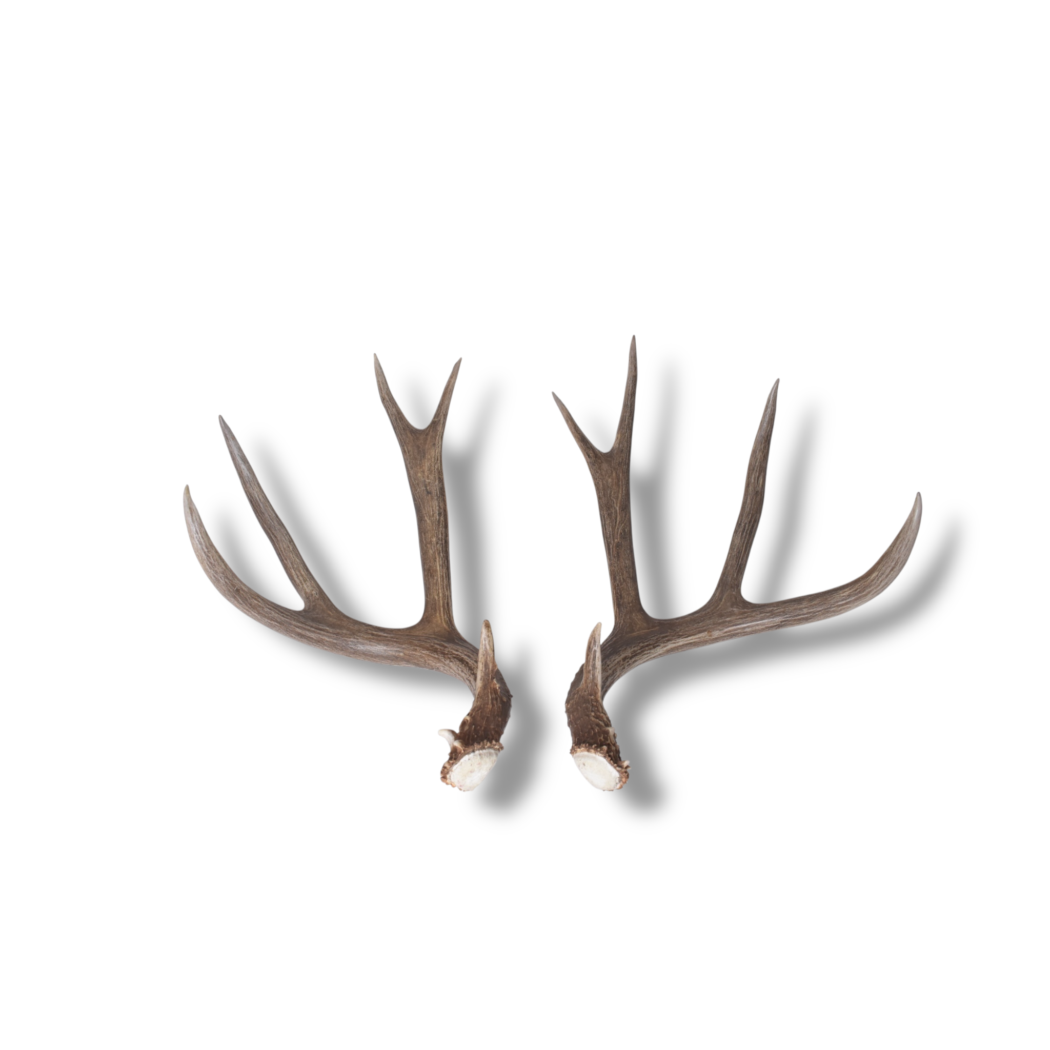 Mule Deer Antler Set | Extra-Large | 1