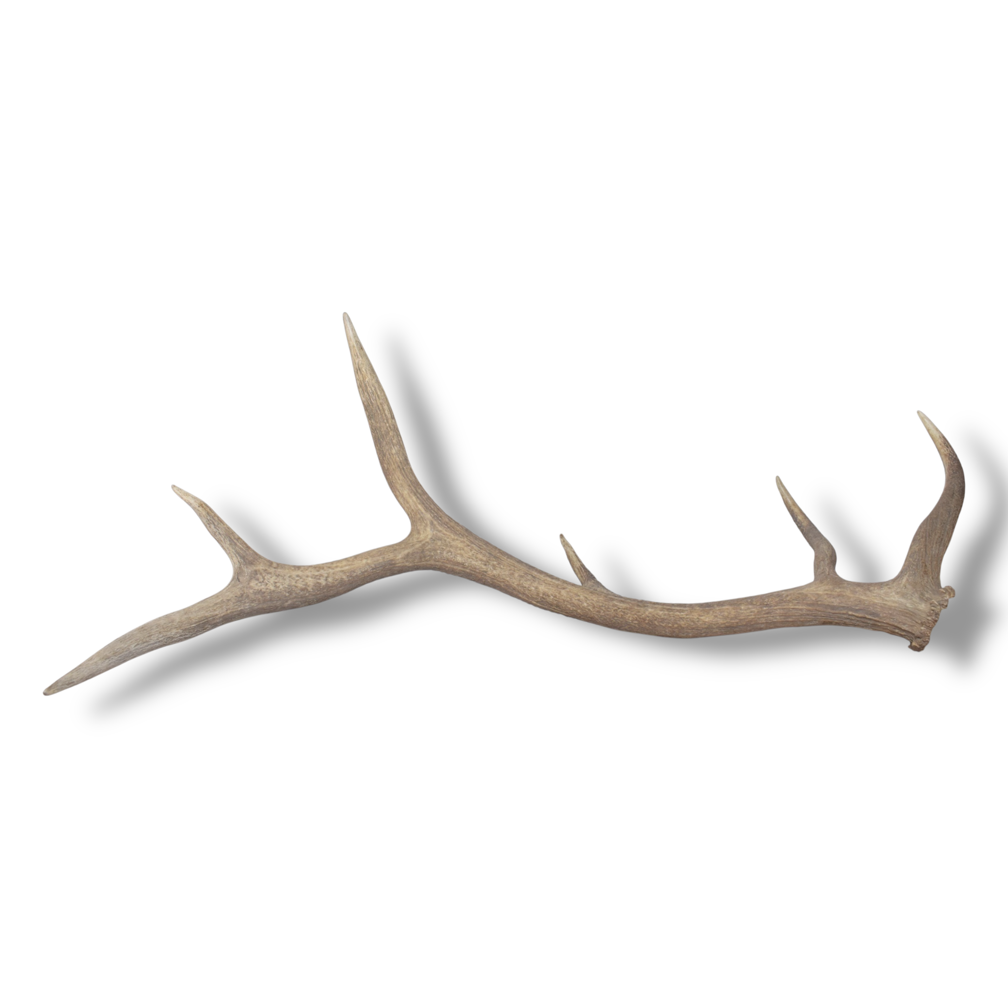Elk Antler | Large Size | 169