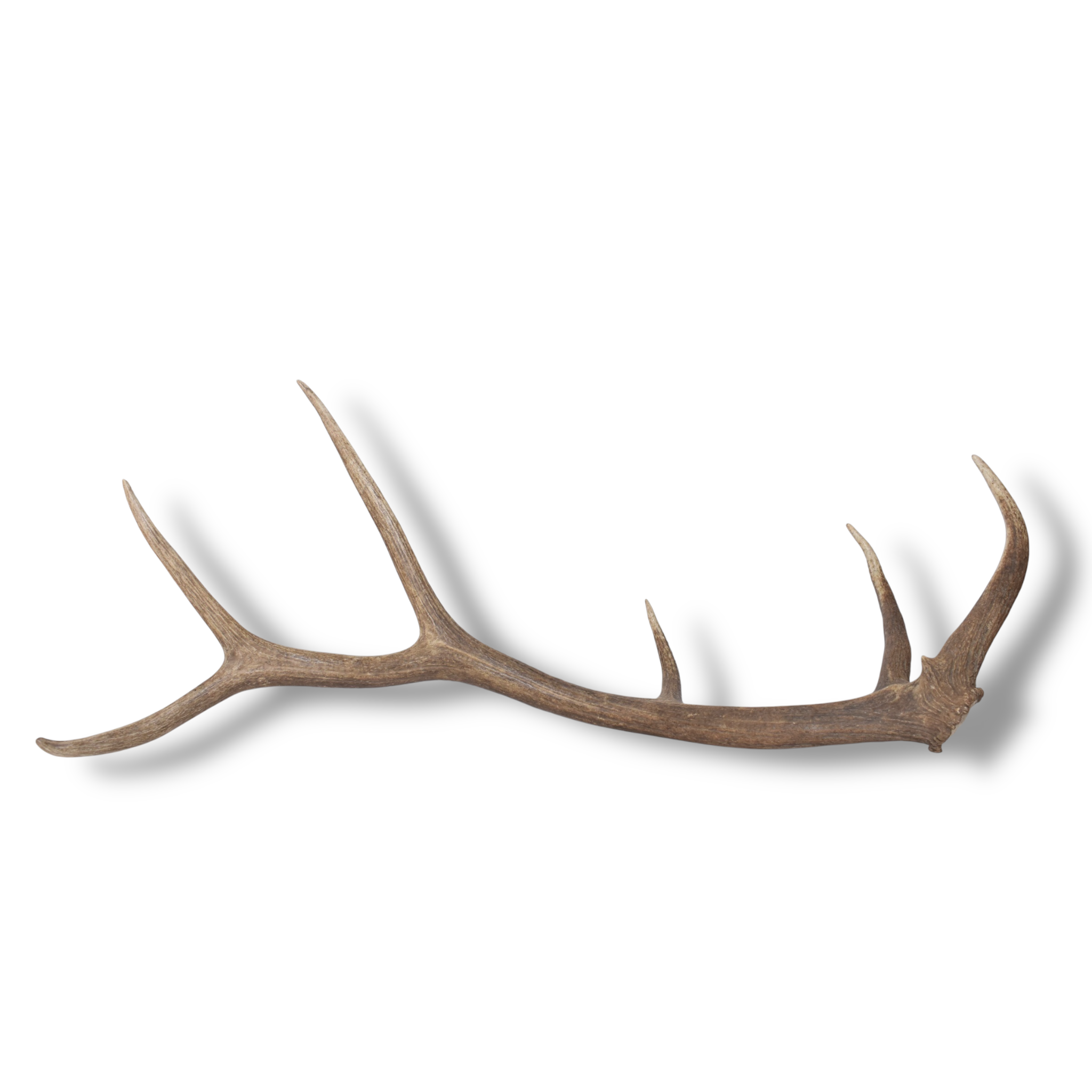 Elk Antler | Large Size | 170