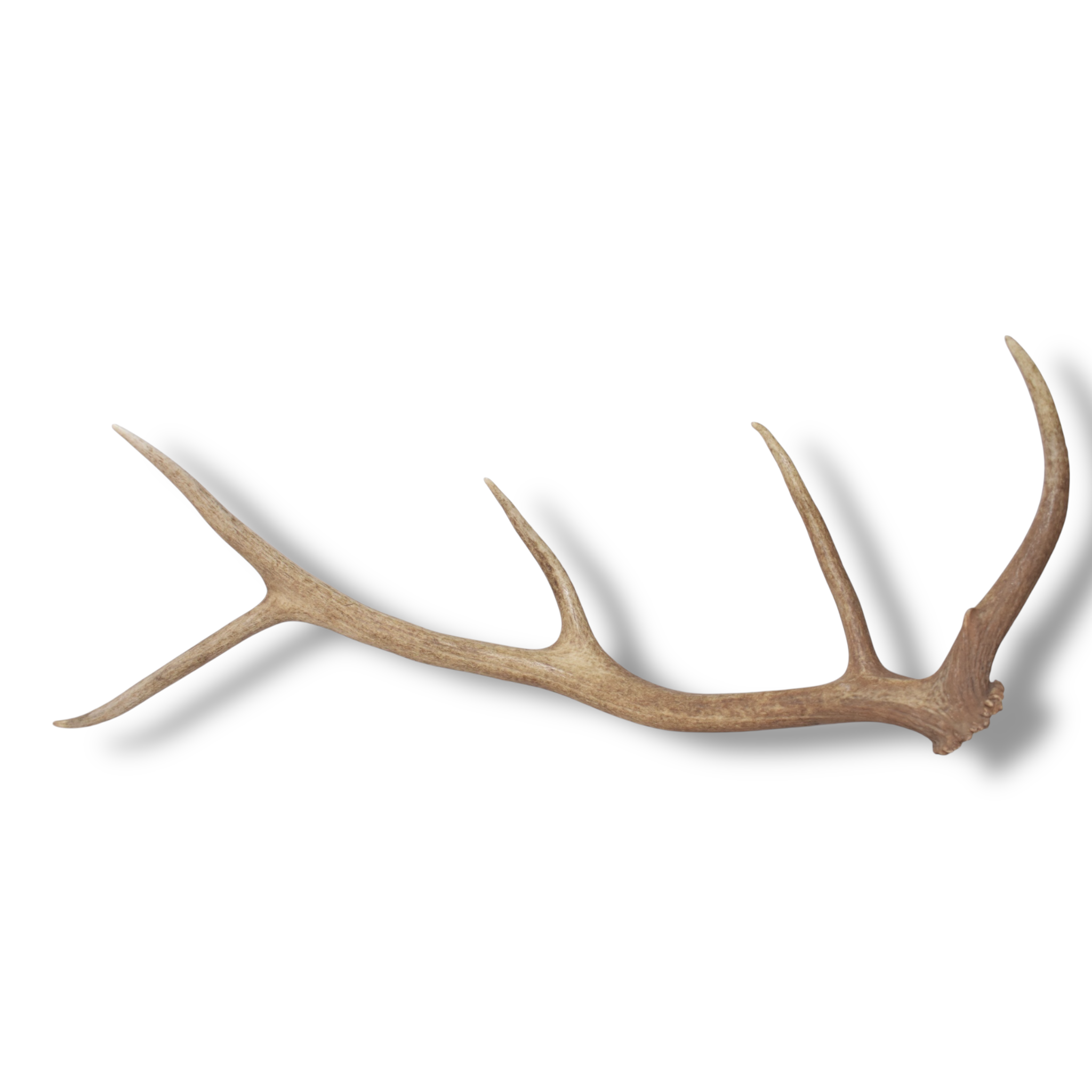 Elk Antler | Small Size | 171