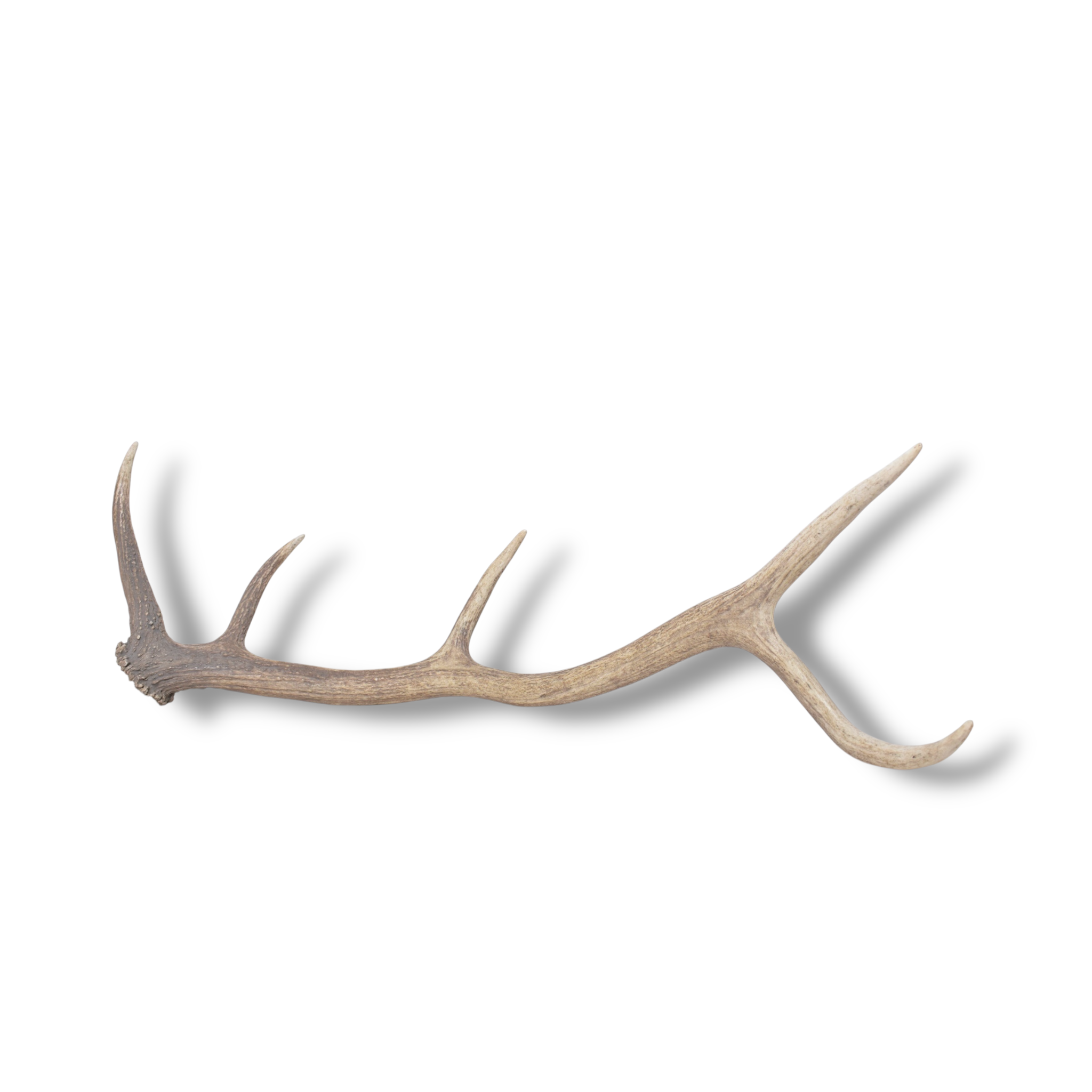 Elk Antler | Medium Size | 172