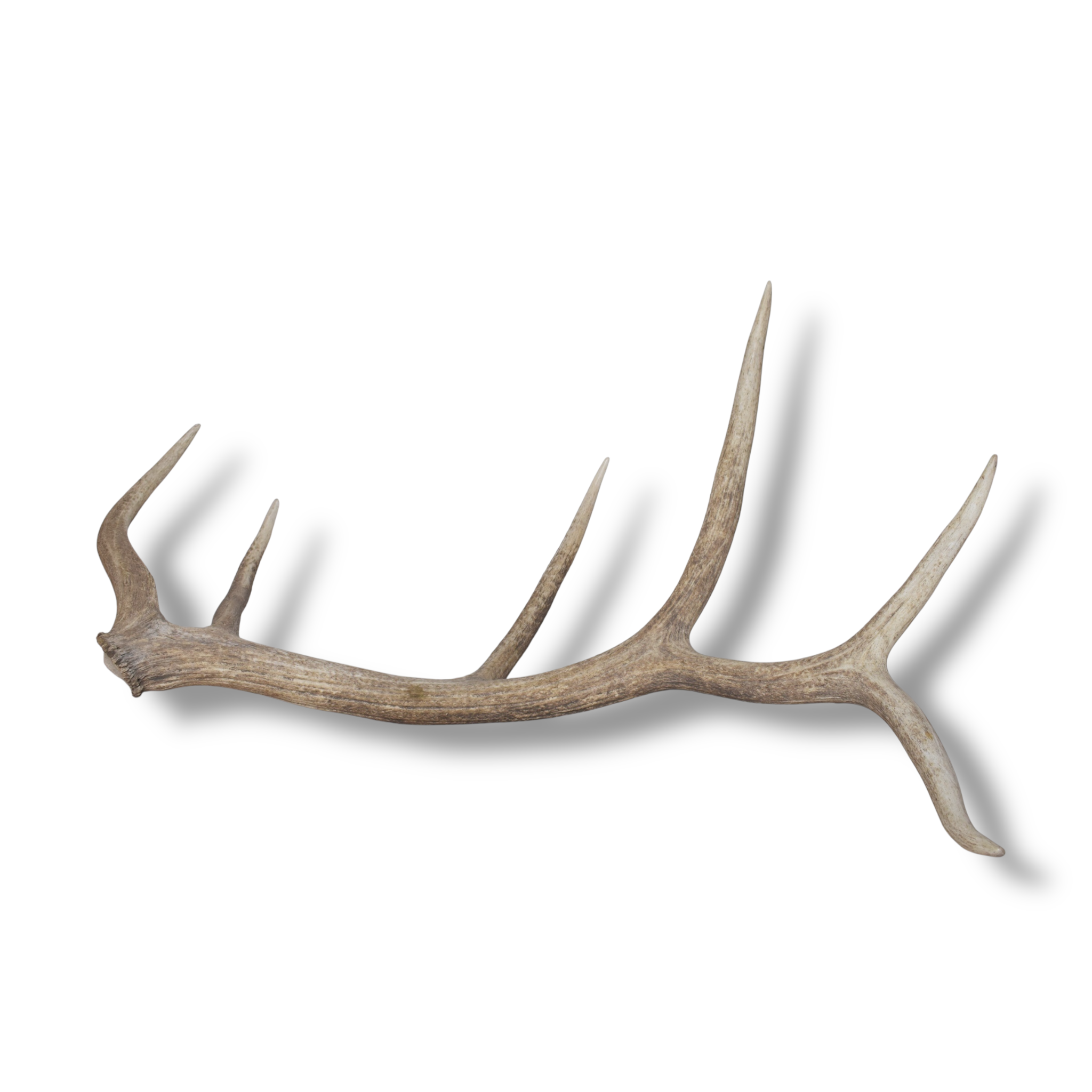 Elk Antler | Extra-Large Size | 174