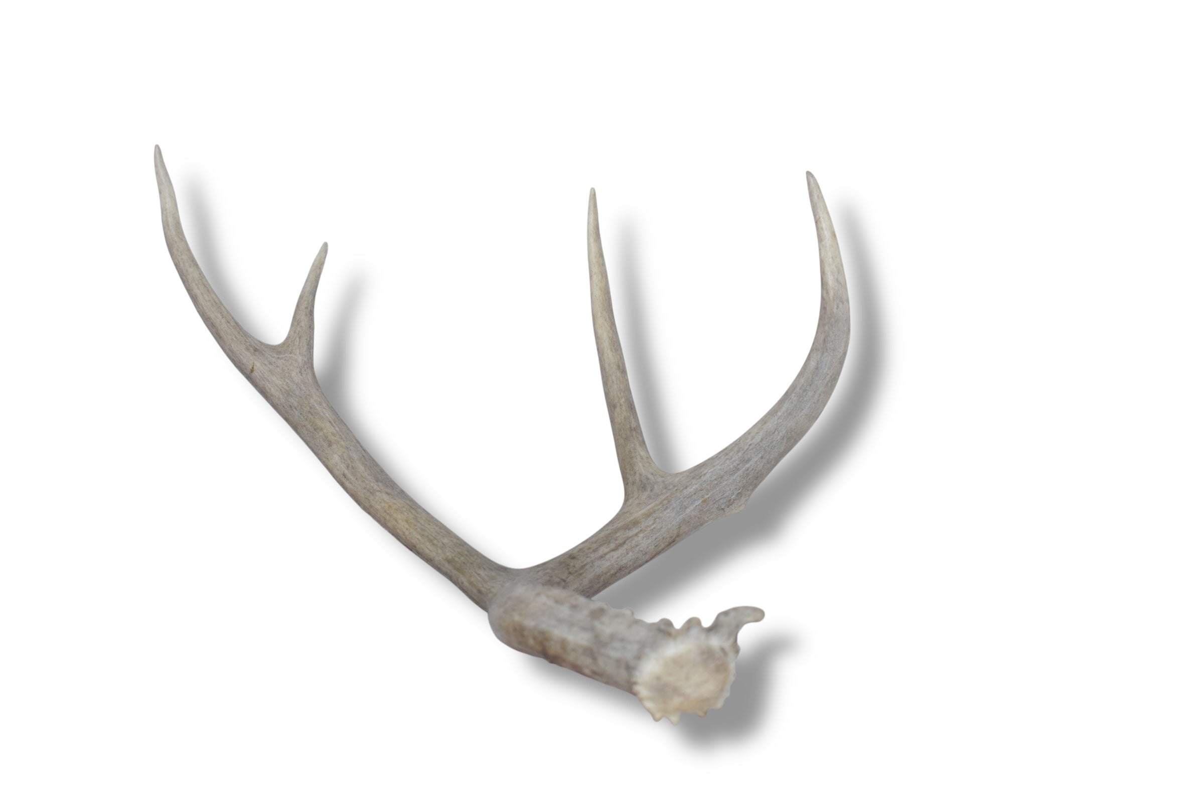 Mule Deer Antler | Large Size | 03