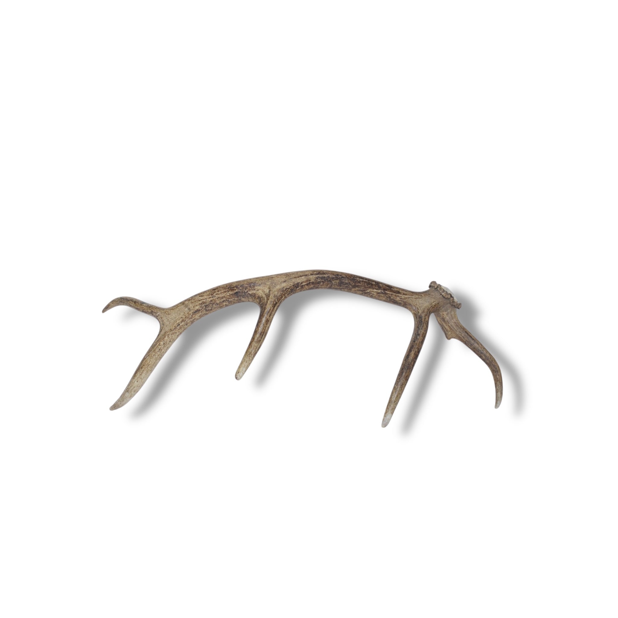 Elk Antler | 39 | SOLD OUT
