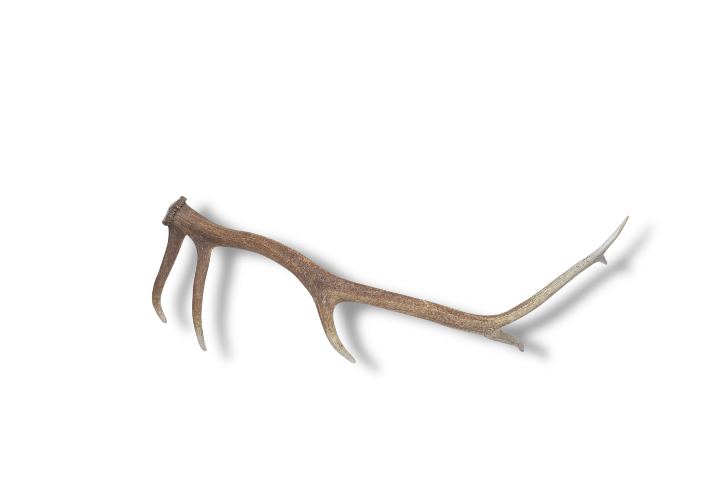 Elk Antler | Medium Size | 44