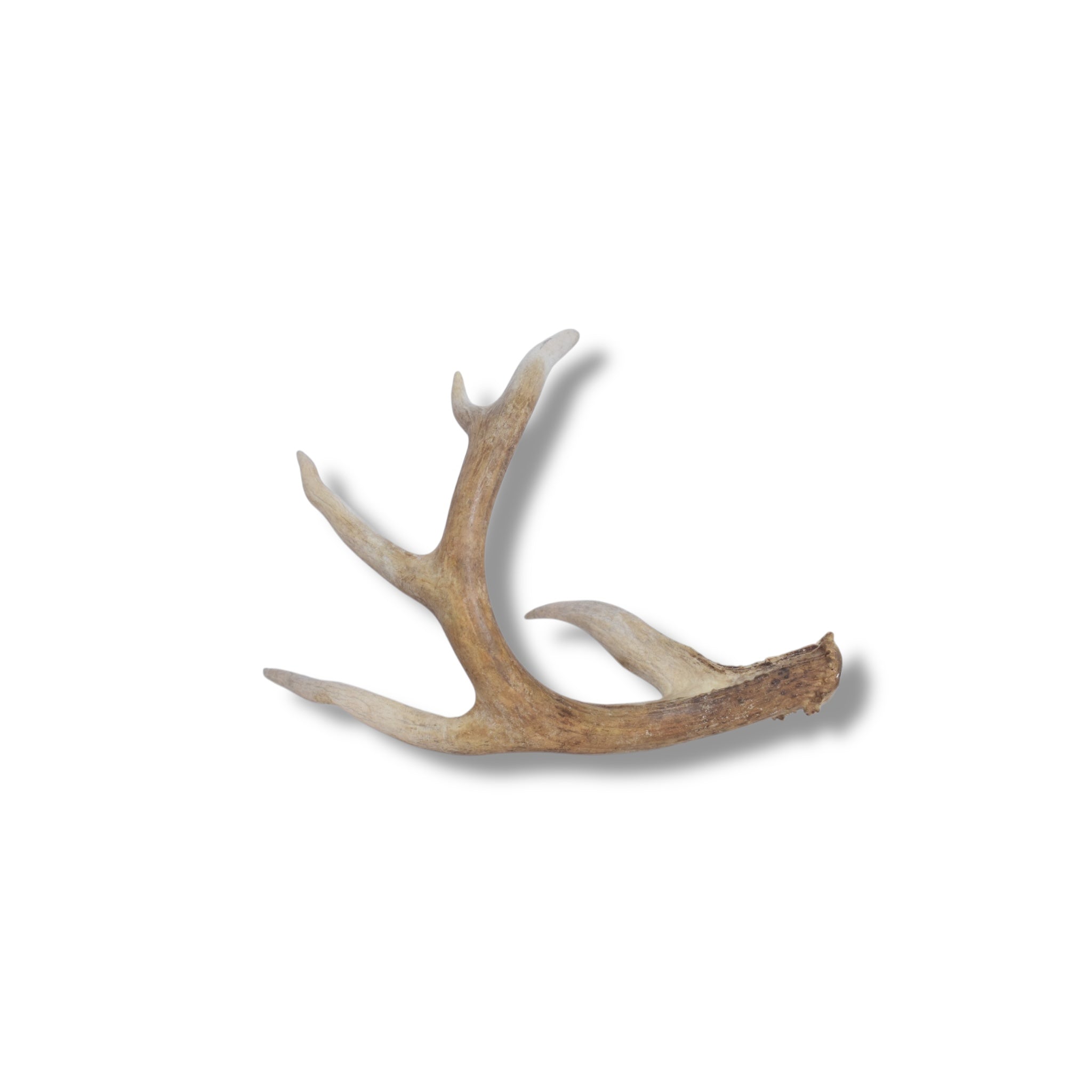 Whitetail Deer Antler | 02 | SOLD OUT