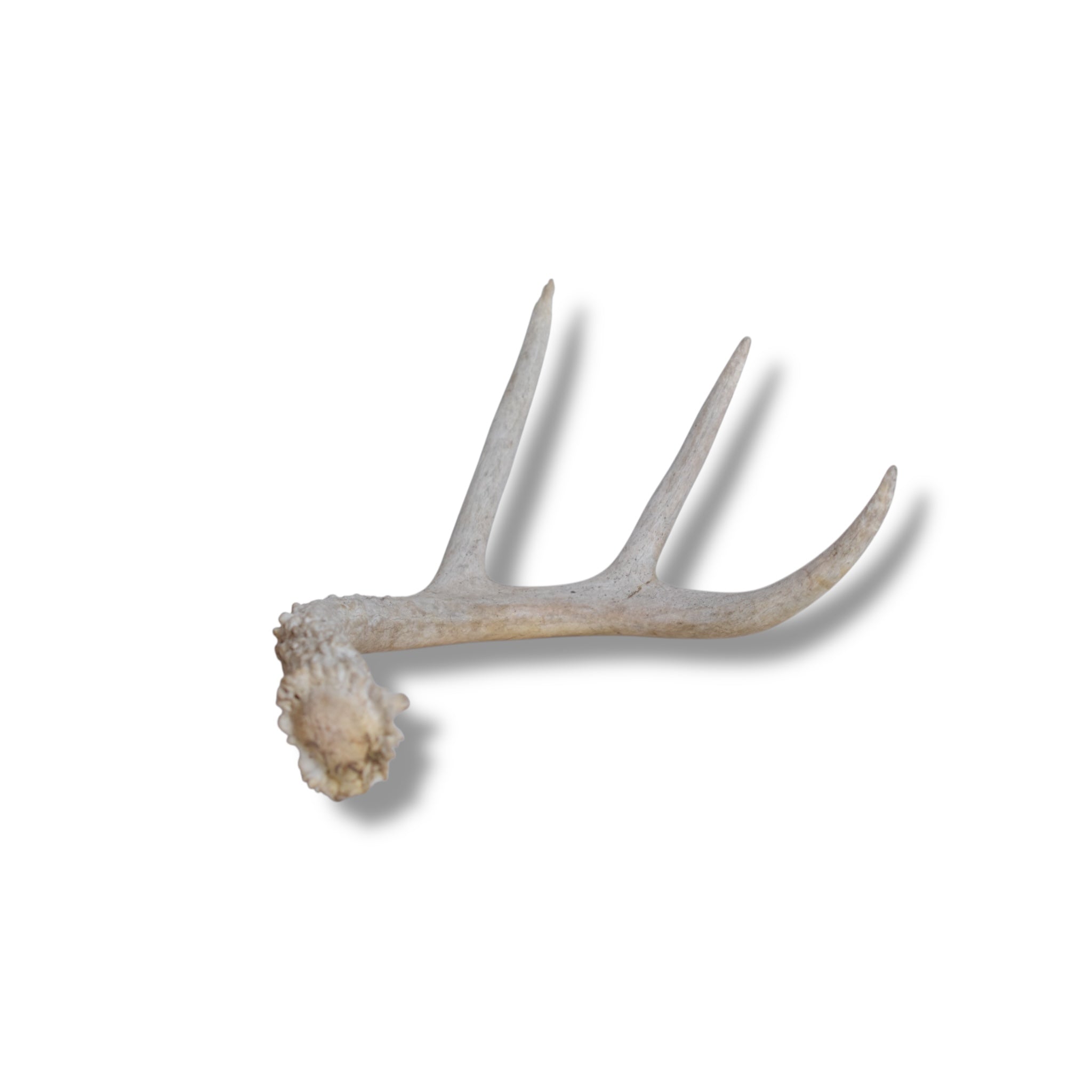 Whitetail Deer Antler | 03 | SOLD OUT