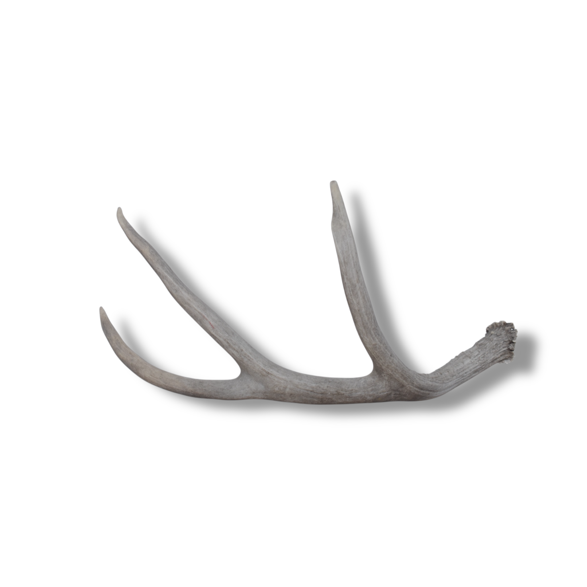 Mule Deer Antler | Large Size | 12