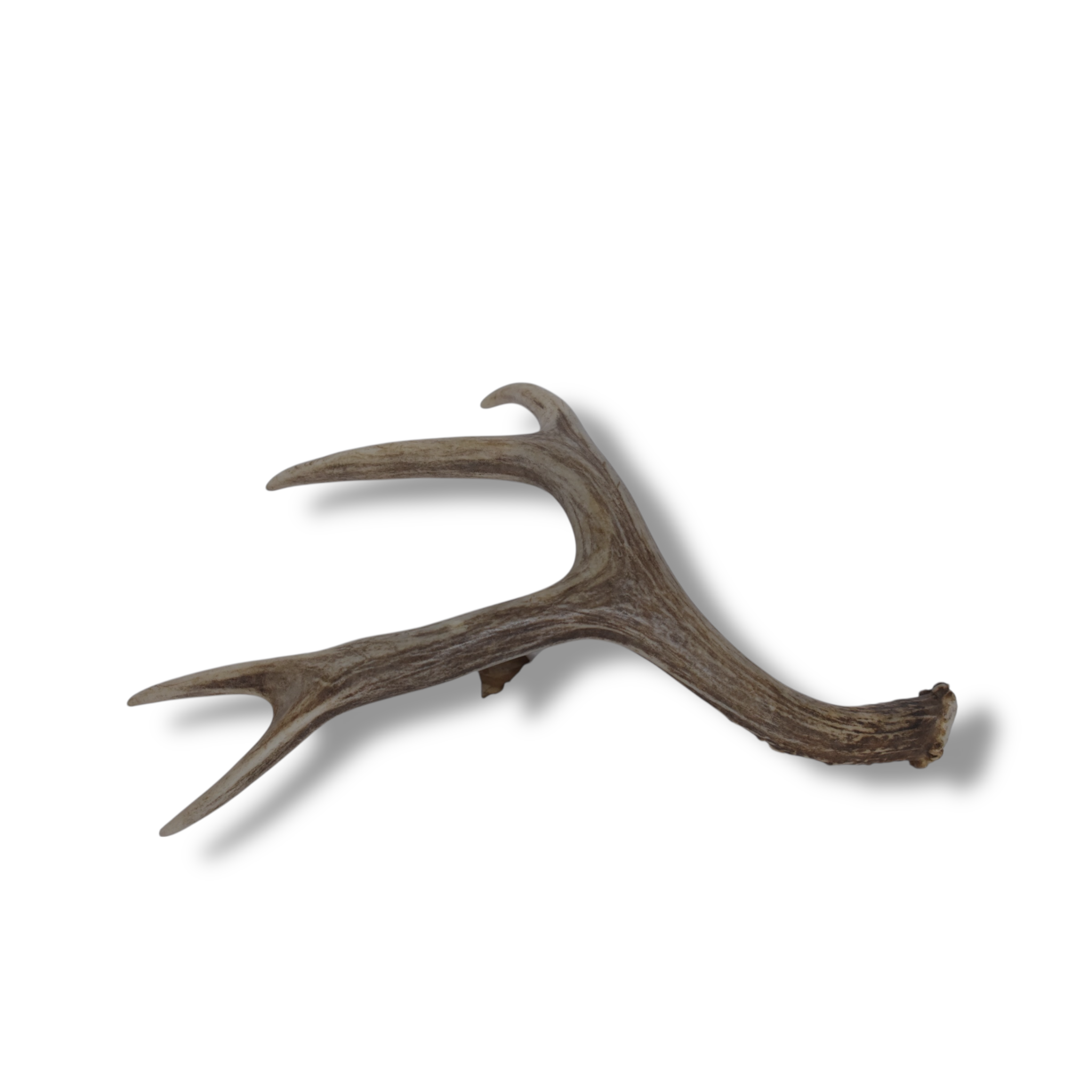 Mule Deer Antler | 13 | SOLD OUT