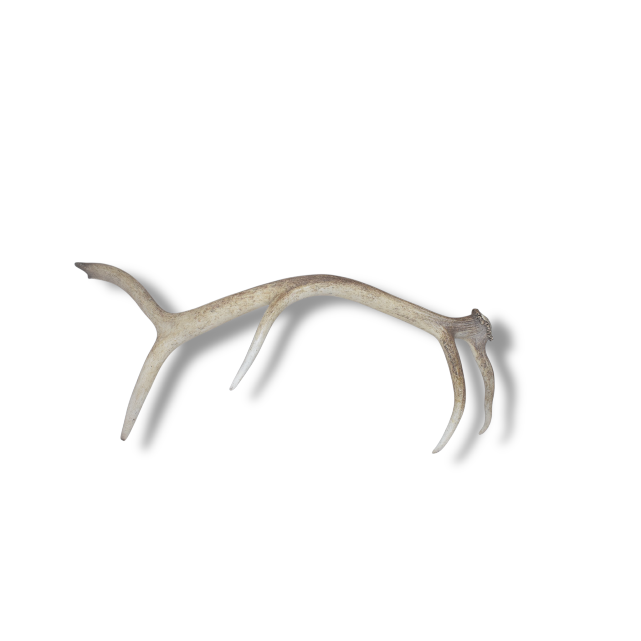 Elk Antler | Medium Size | 51