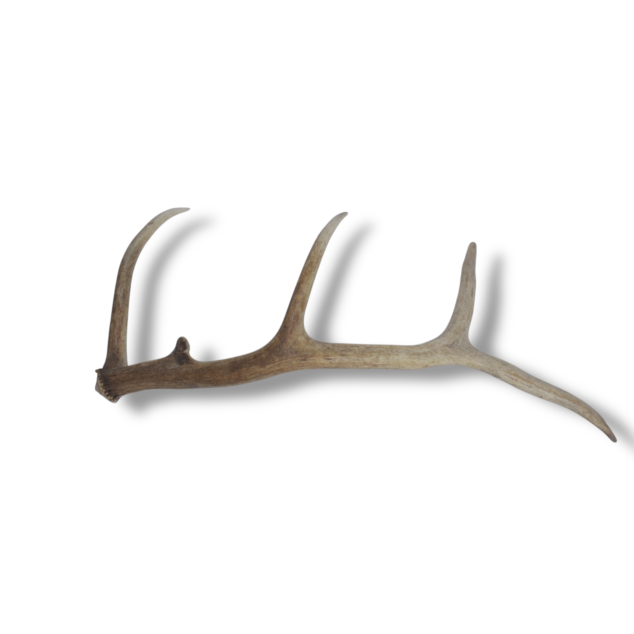 Elk Antler | 49