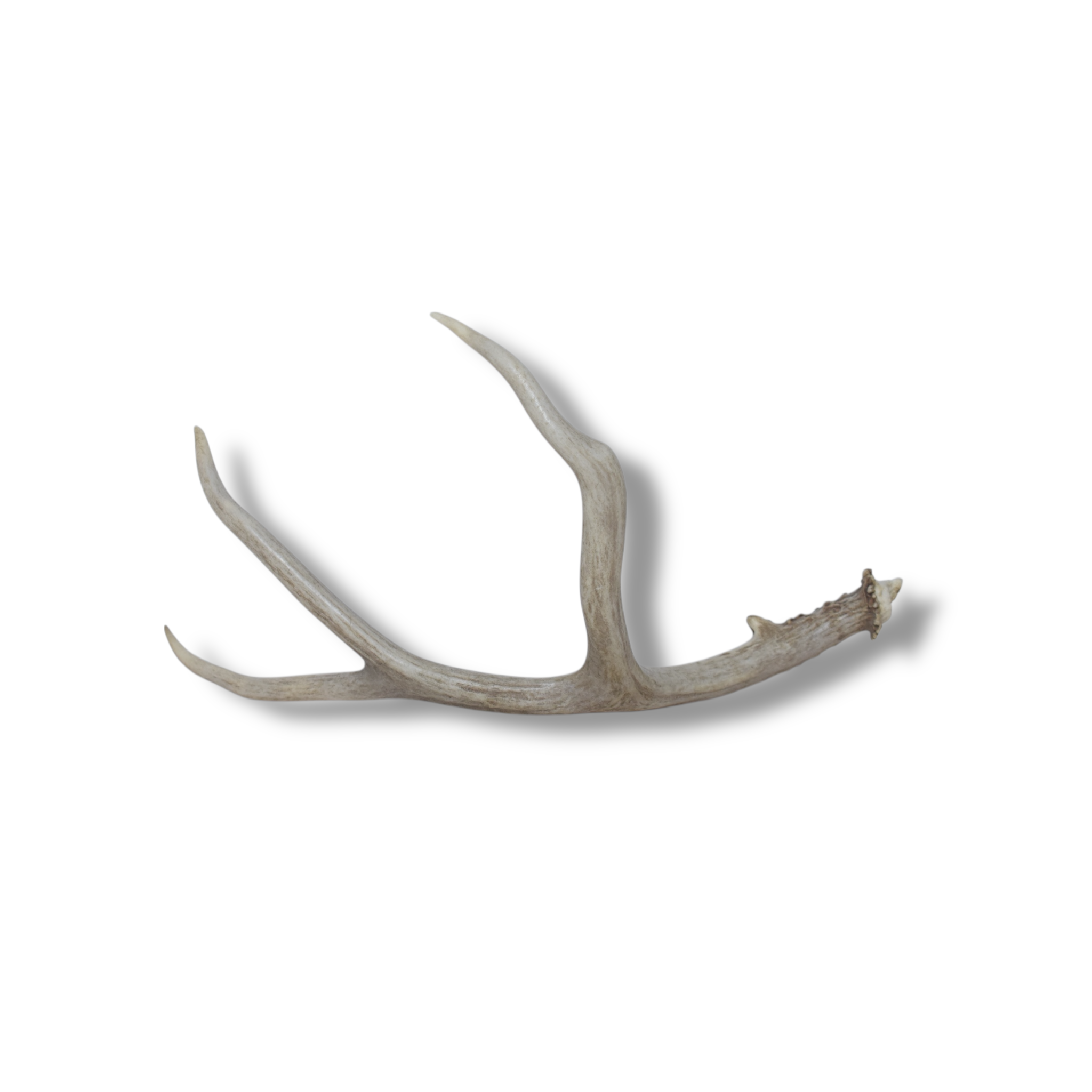 Mule Deer Antler | Medium Size | 10