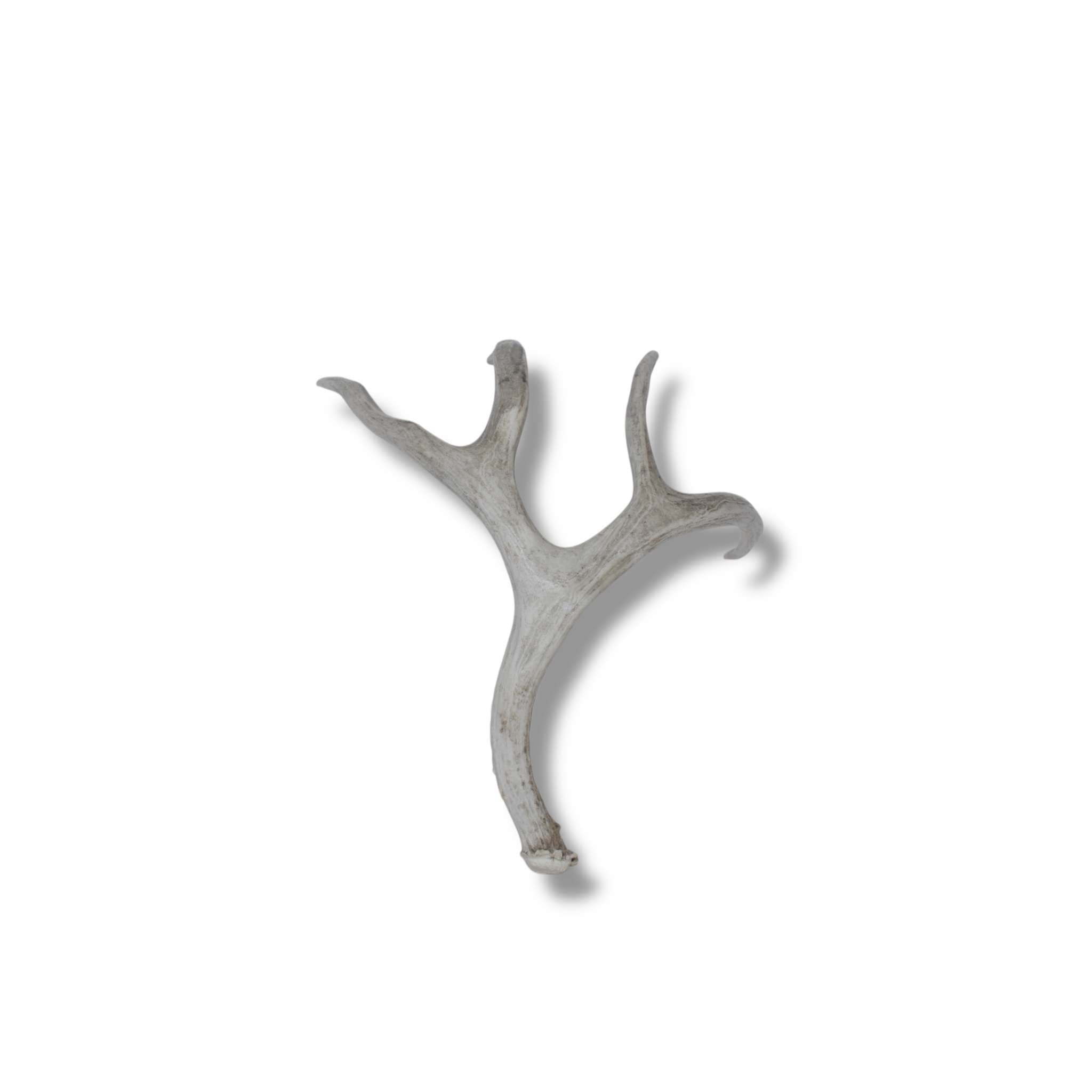 Mule Deer Antler | Medium Size | 16