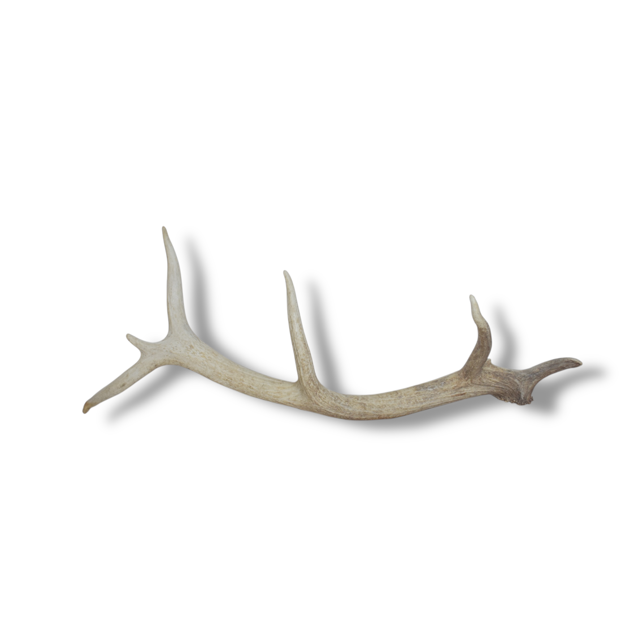 Elk Antler | Medium Size | 27