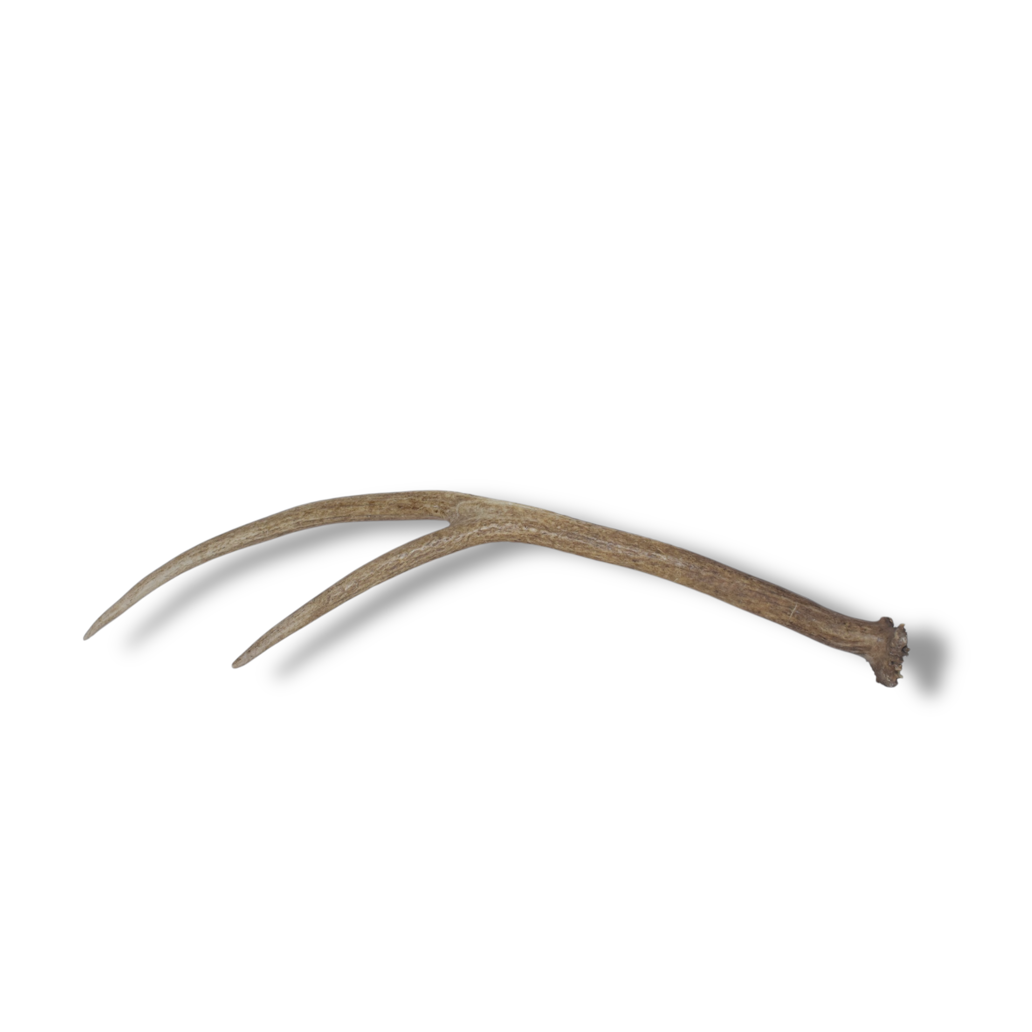 SOLD OUT | Elk Antler | Medium Size | 04