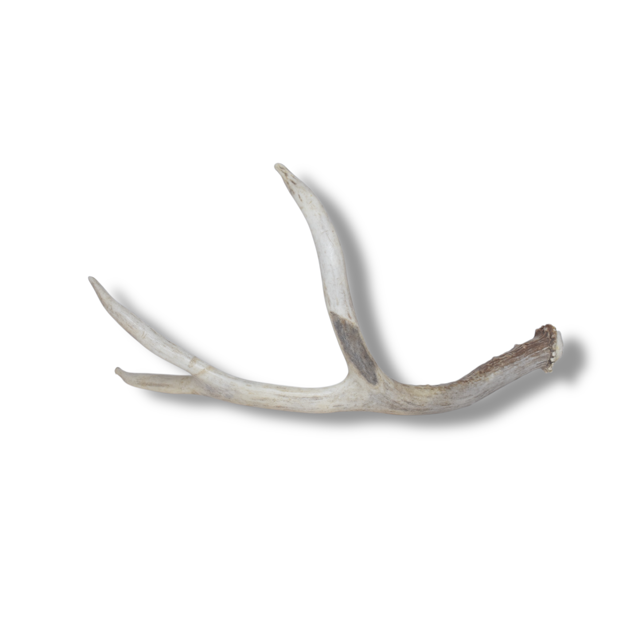 Mule Deer Antler | Medium Size | 31