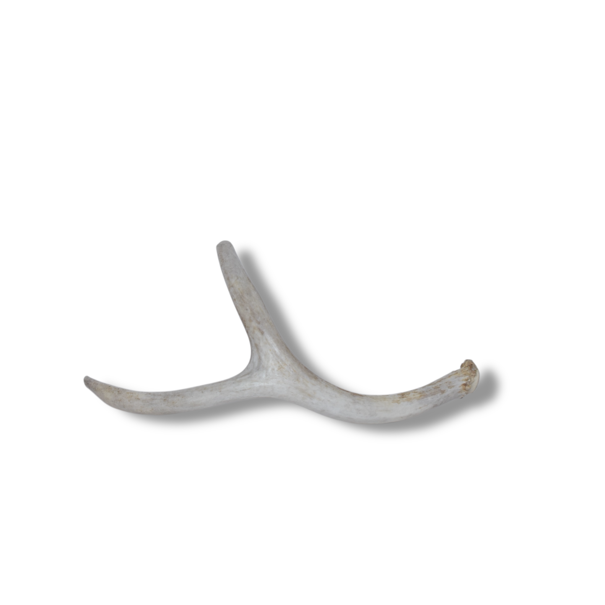 Mule Deer Antler | Small Size | 32
