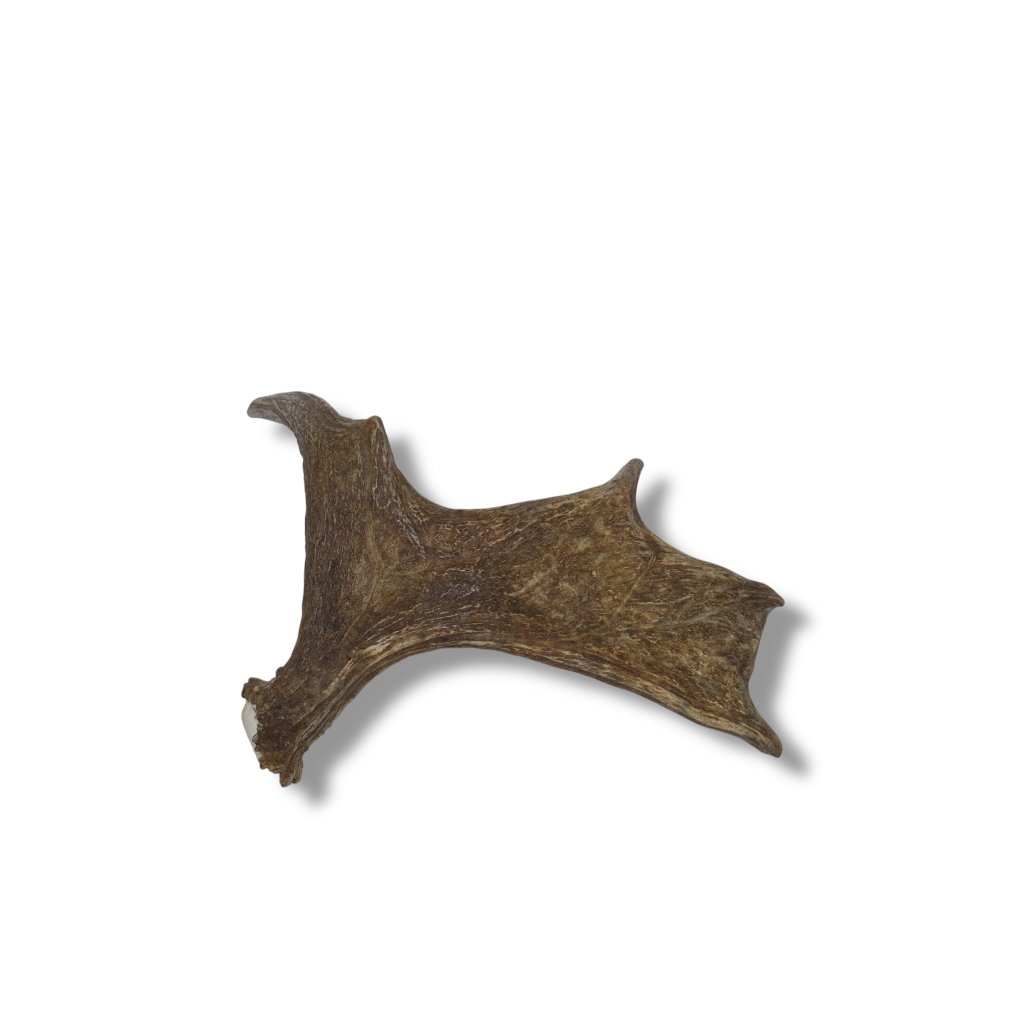 Moose Antler | Small Size | 03