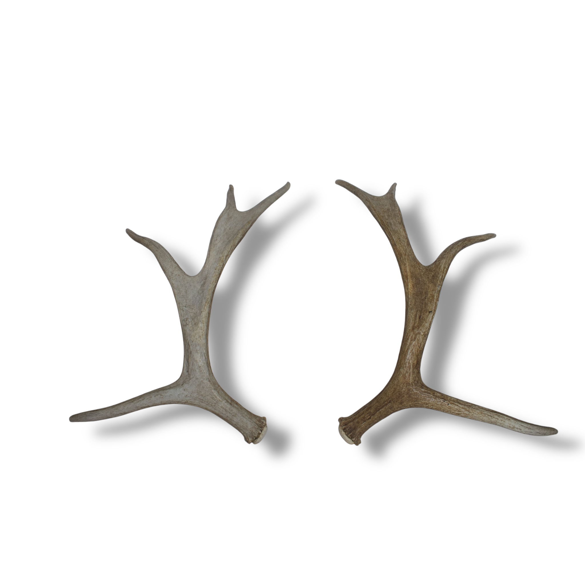 Moose Antler Set | Small Size | 05