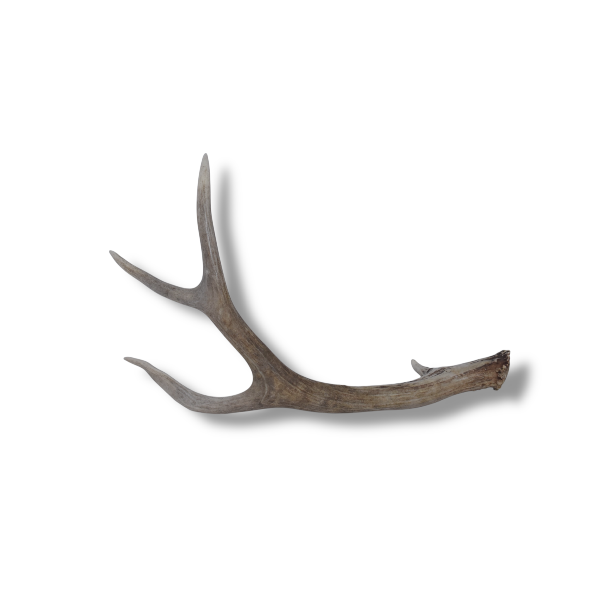 Mule Deer Antler | Medium Size | 42