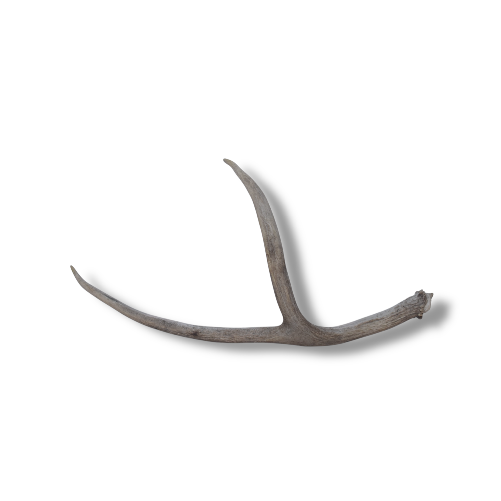 Mule Deer Antler | Large Size | 45