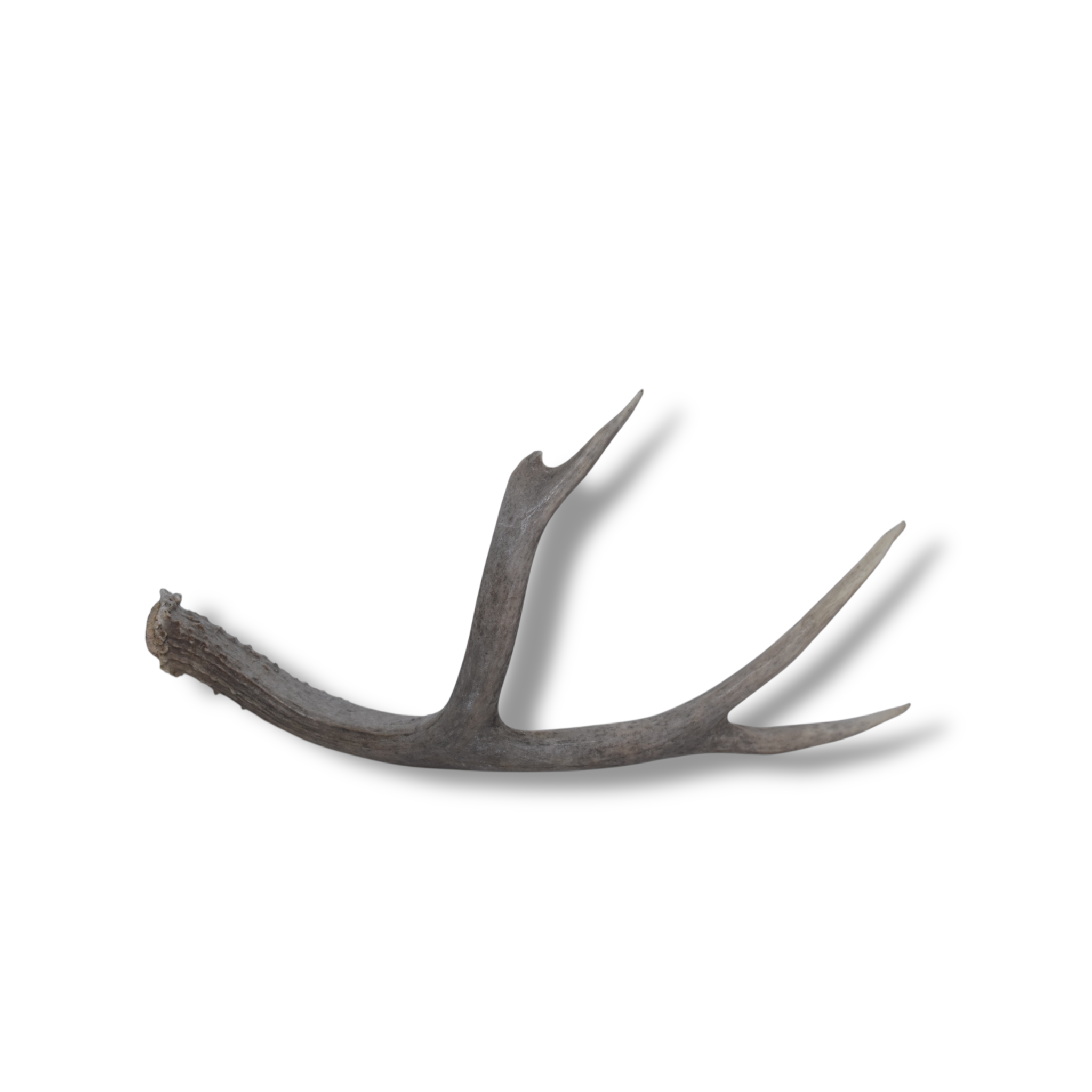 Mule Deer Antler | Medium Size | 43