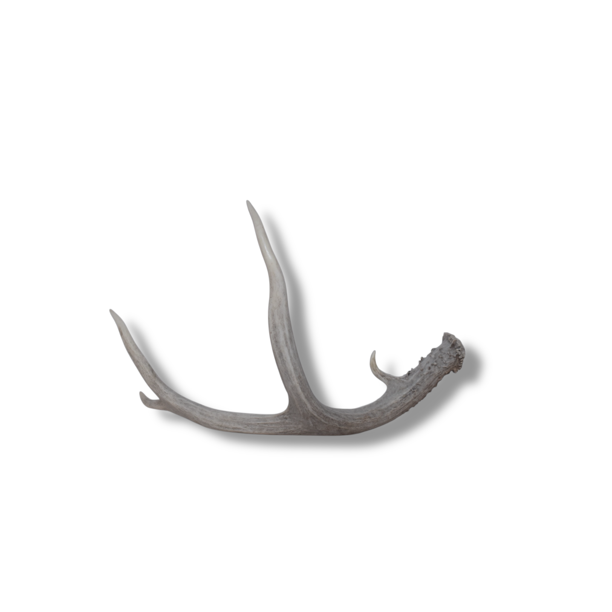 Mule Deer Antler | Small Size | 52