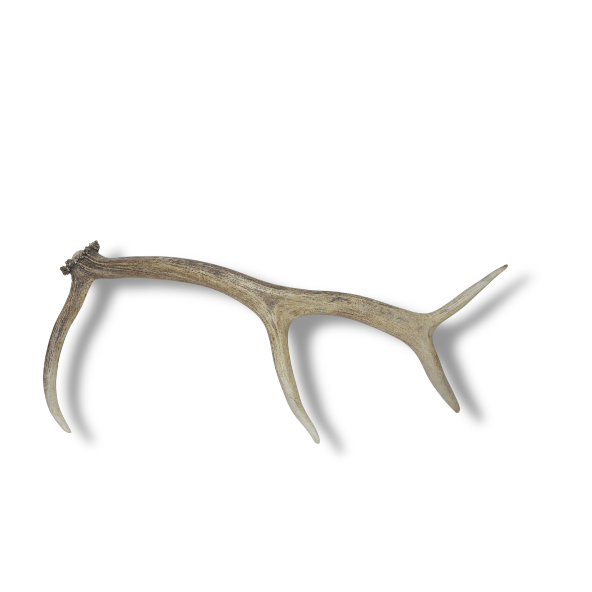 Elk Antler | Medium Size | 56