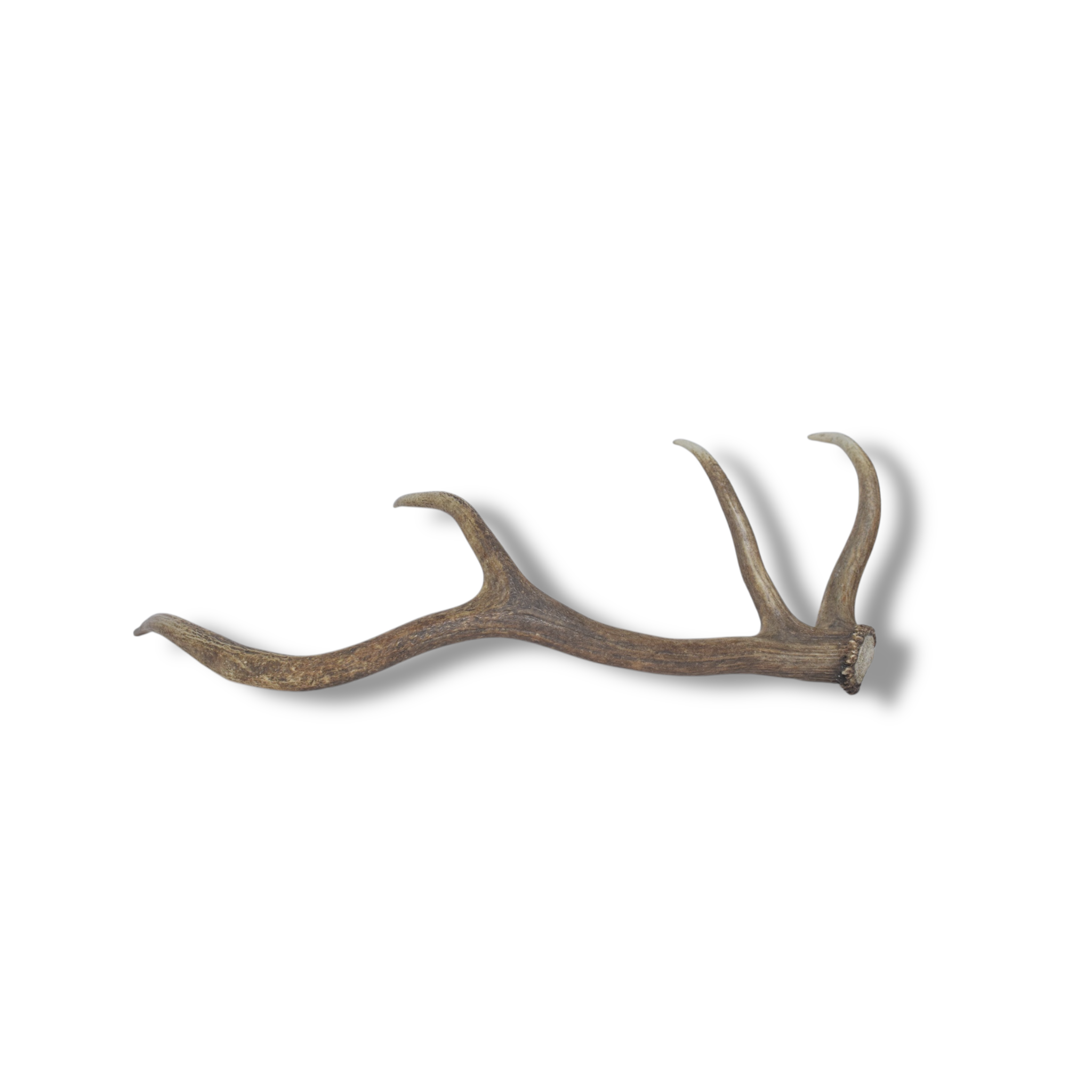 Elk Antler | Medium Size | 58