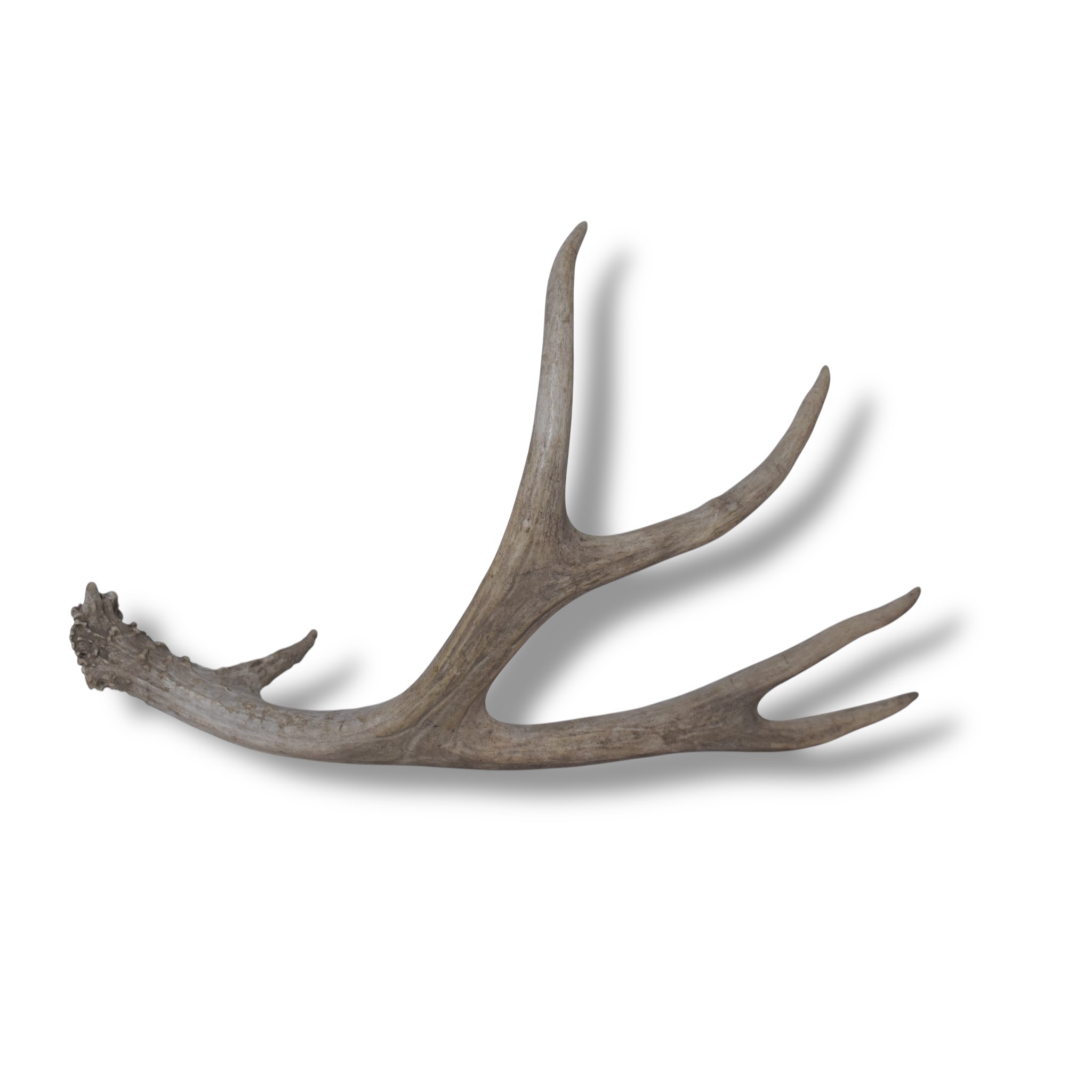 Mule Deer Antler | Medium Size | 35