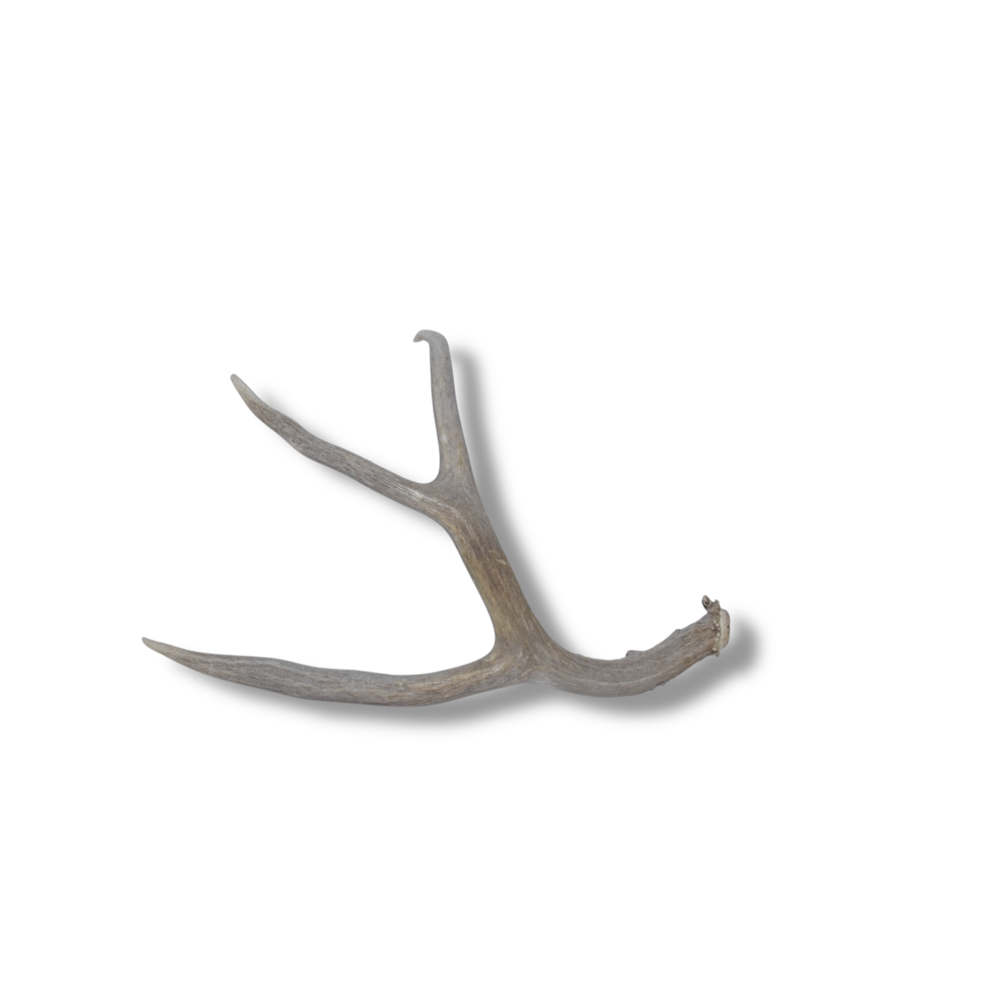 Mule Deer Antler | Medium Size | 22
