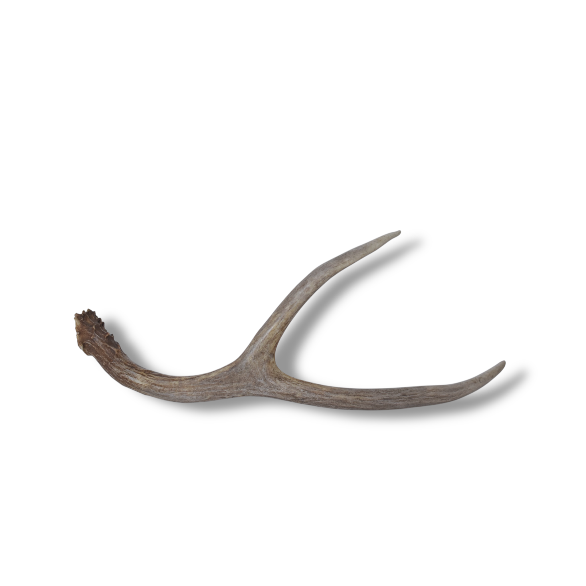 Mule Deer Antler | Medium Size | 37