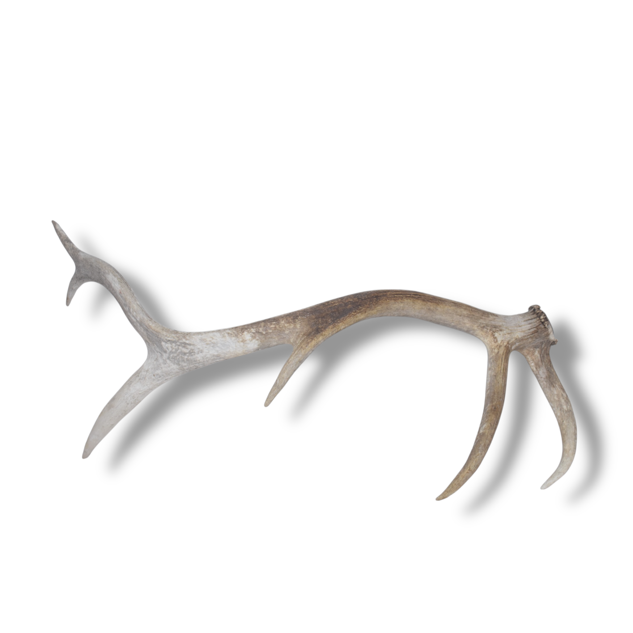 Elk Antler | Medium Size | 79