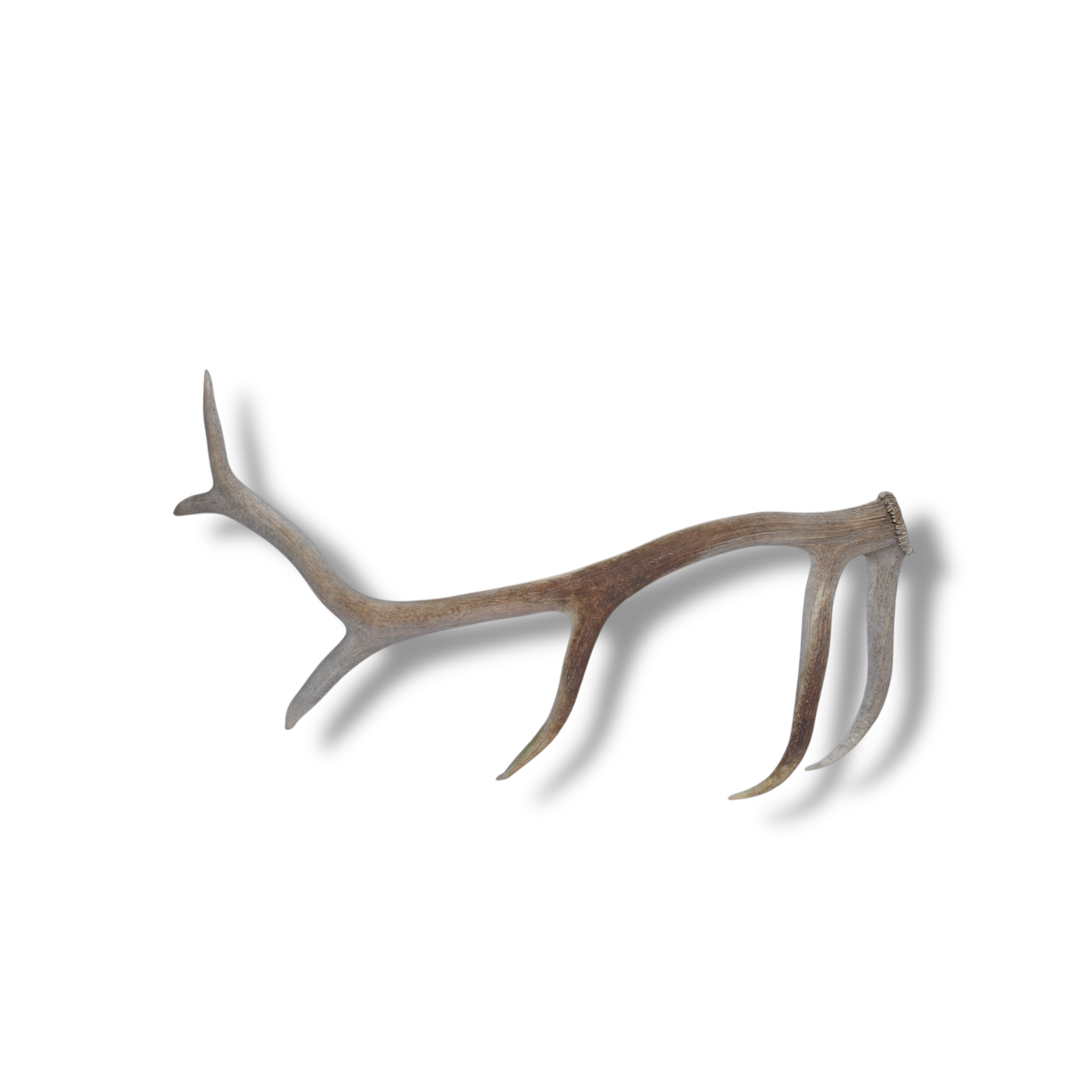 Elk Antler | Large Size | 80