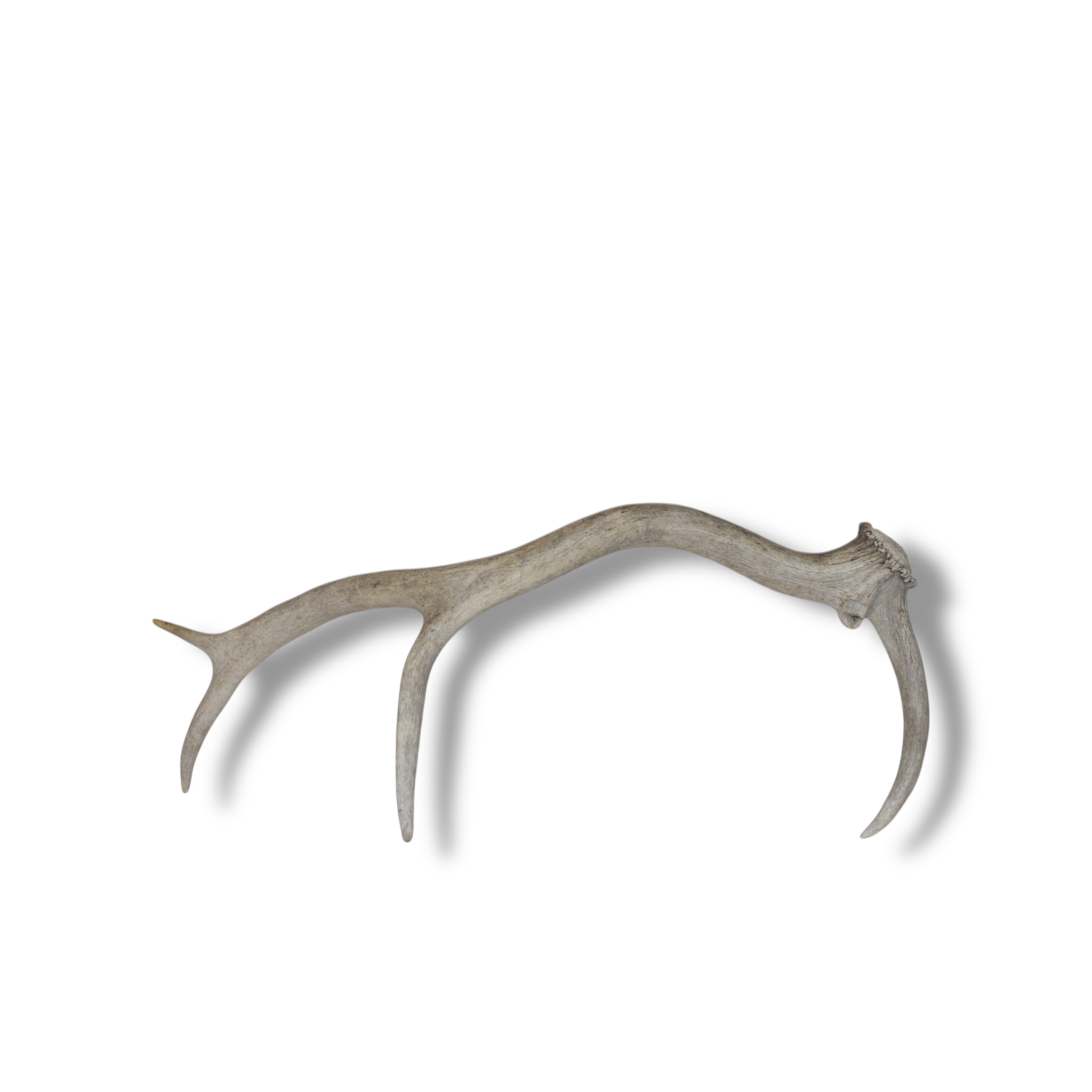 Elk Antler | Small Size | 73