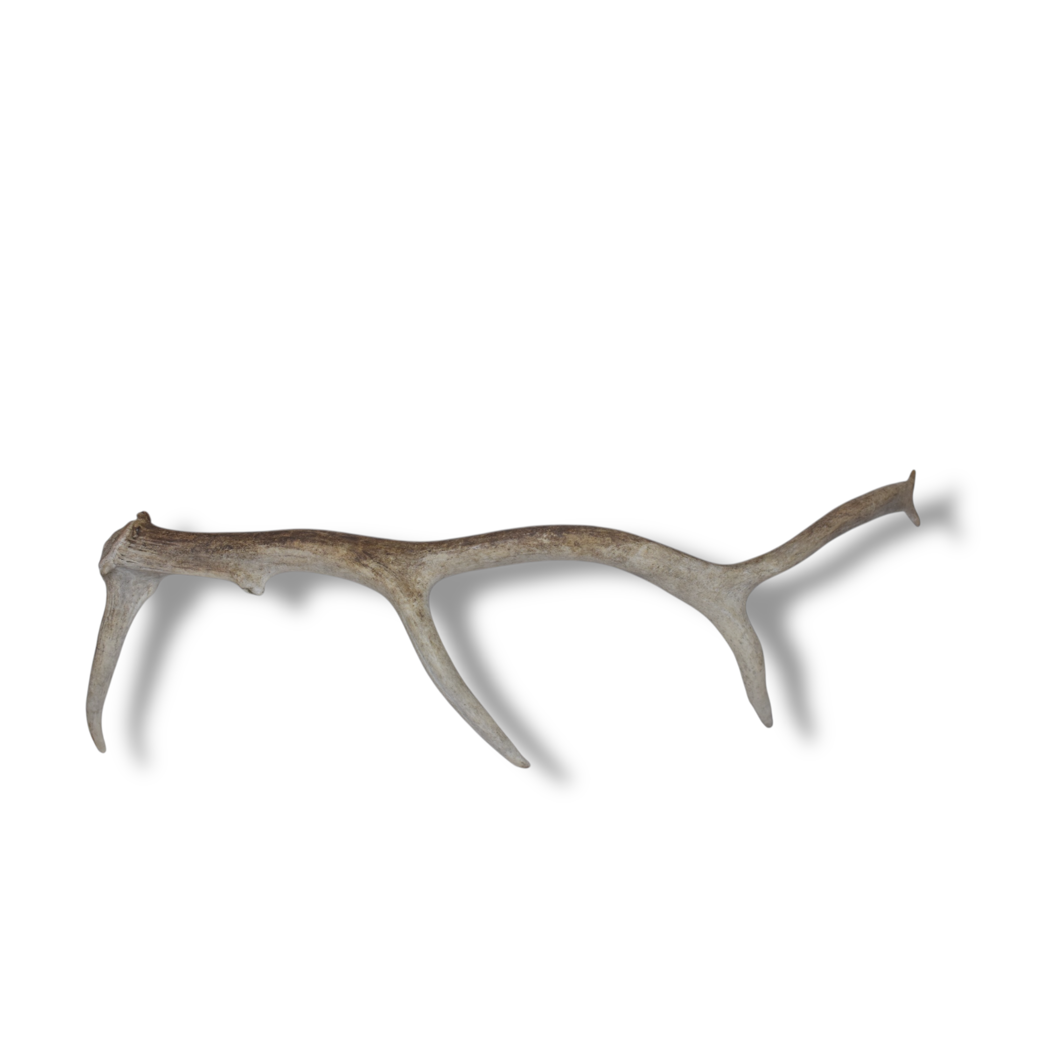 Elk Antler | Medium Size | 85