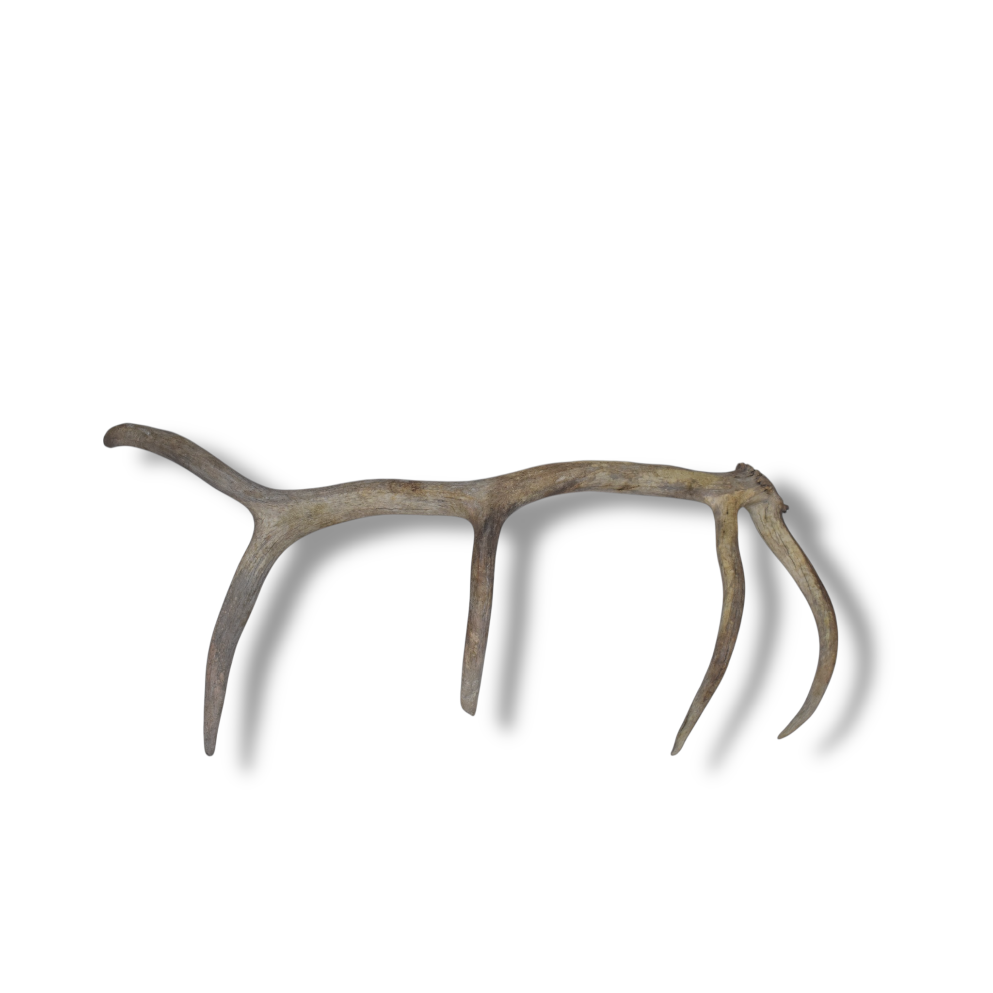 Elk Antler | Small Size | 91