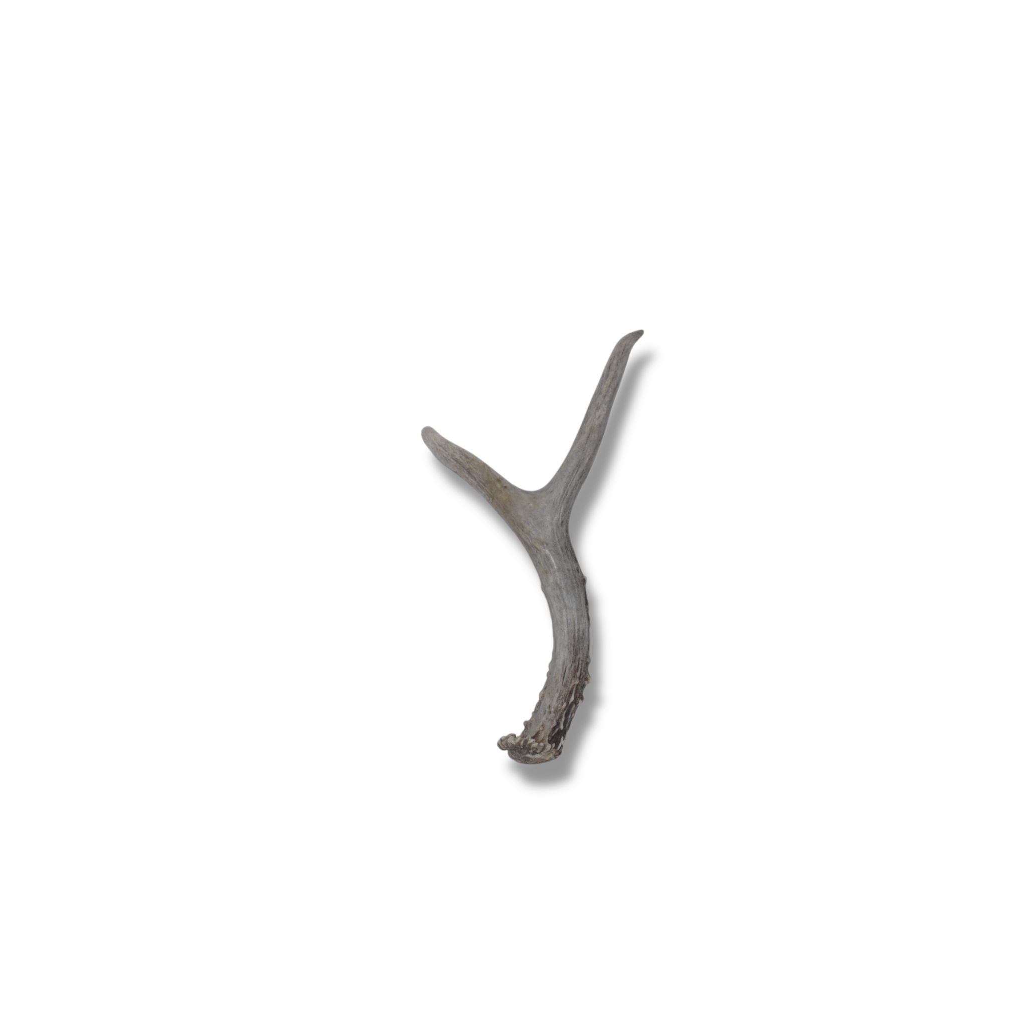 Mule Deer Antler | Extra-Small Size | 27