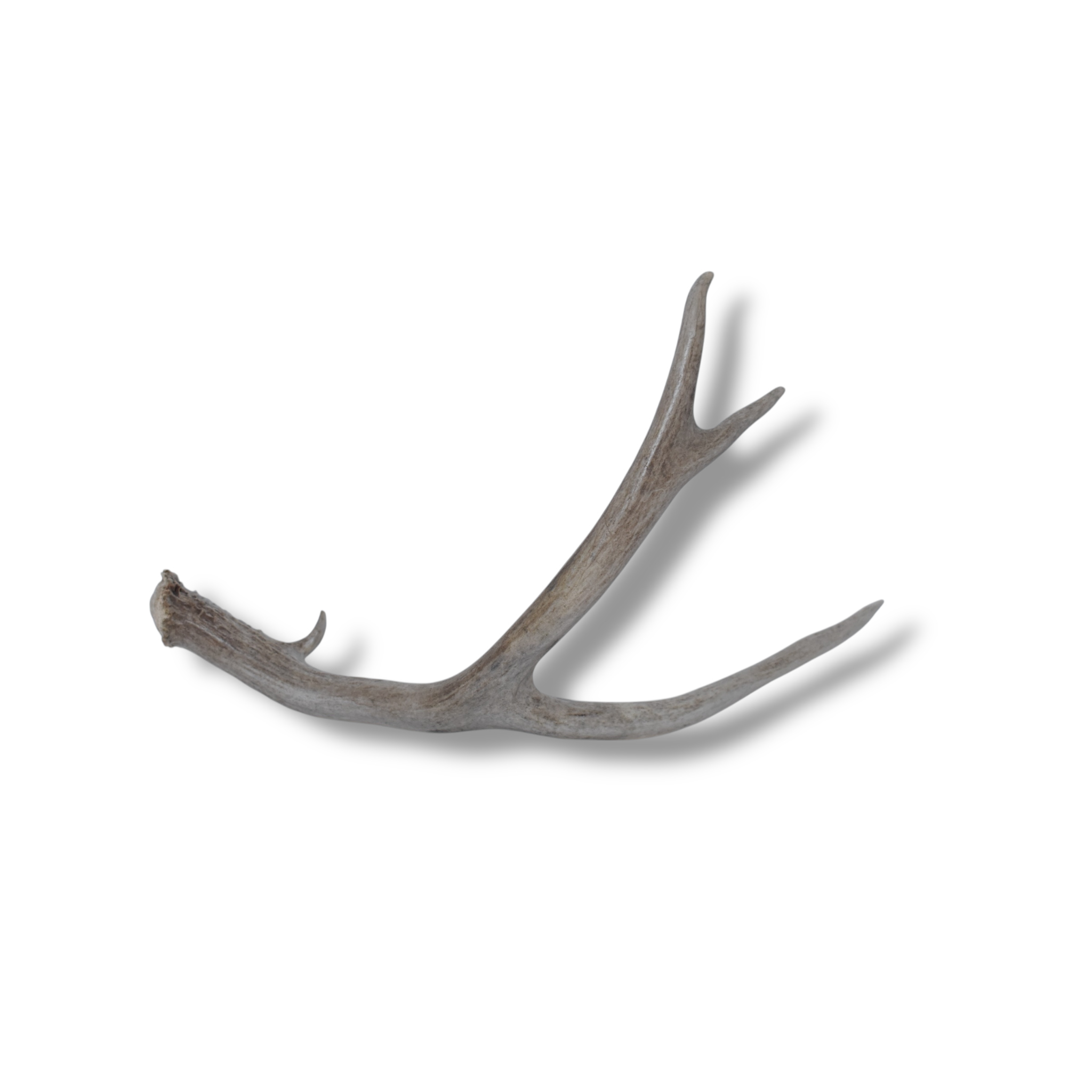 Mule Deer Antler | Medium Size | 46