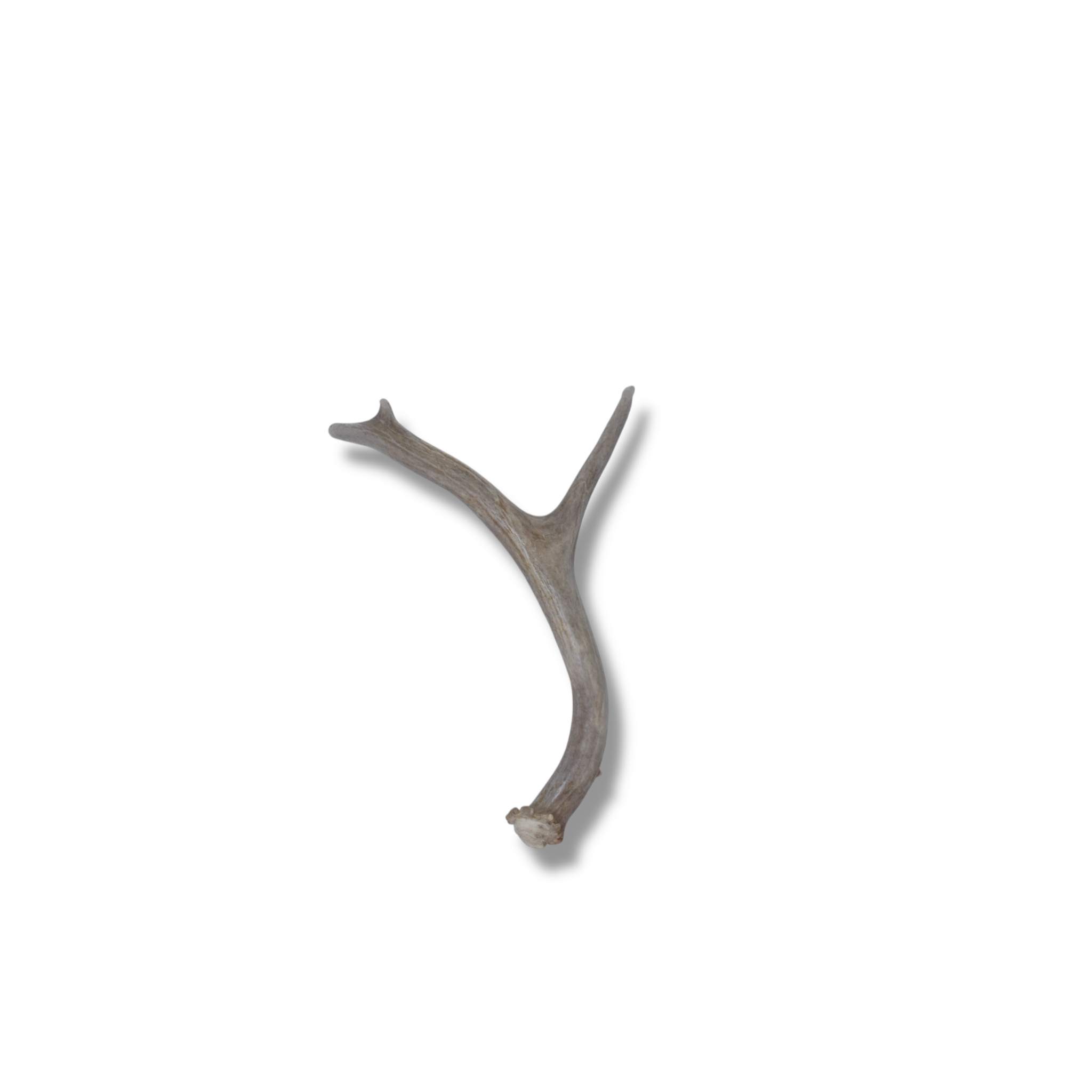Mule Deer Antler | Small Size | 28