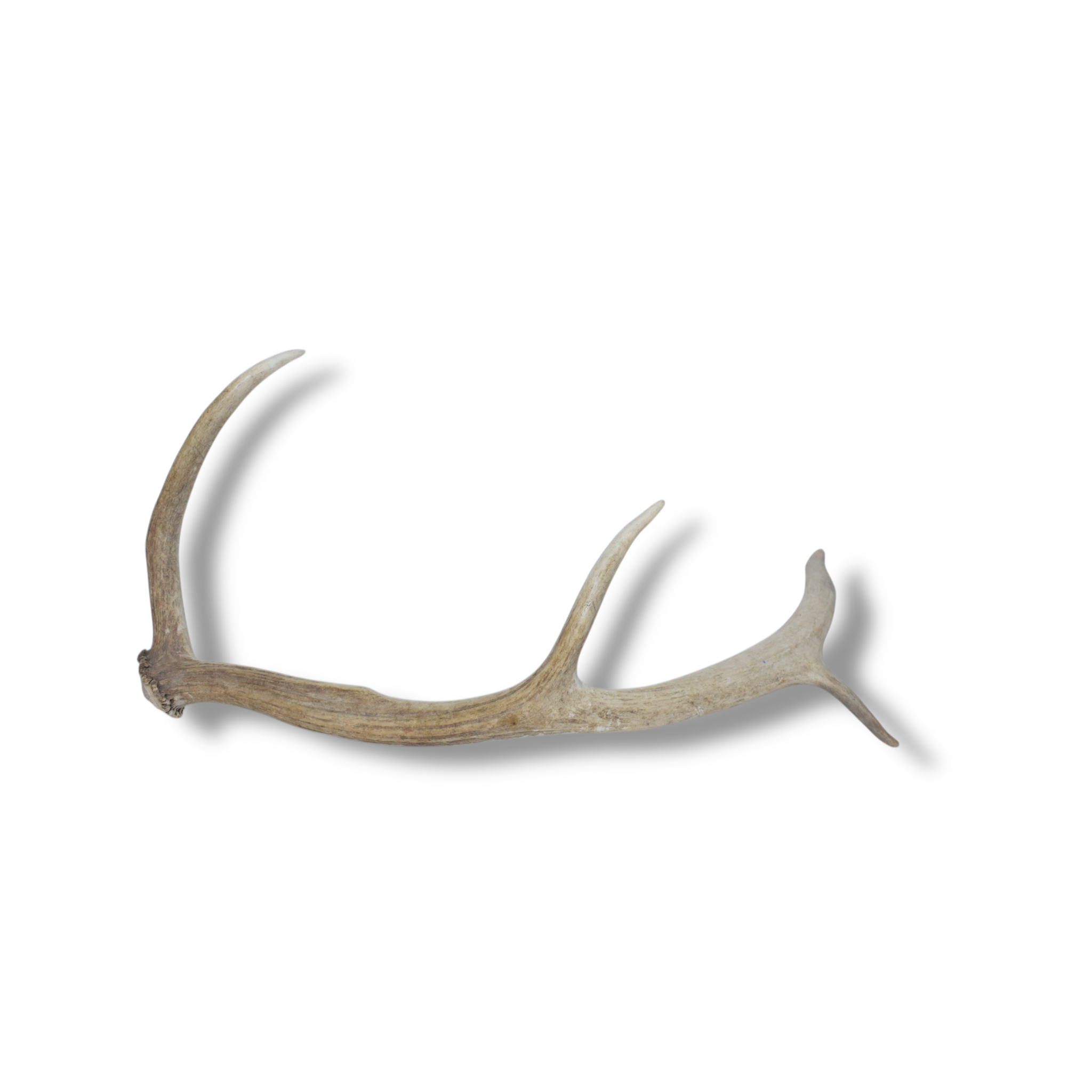 Elk Antler | Small Size | 86