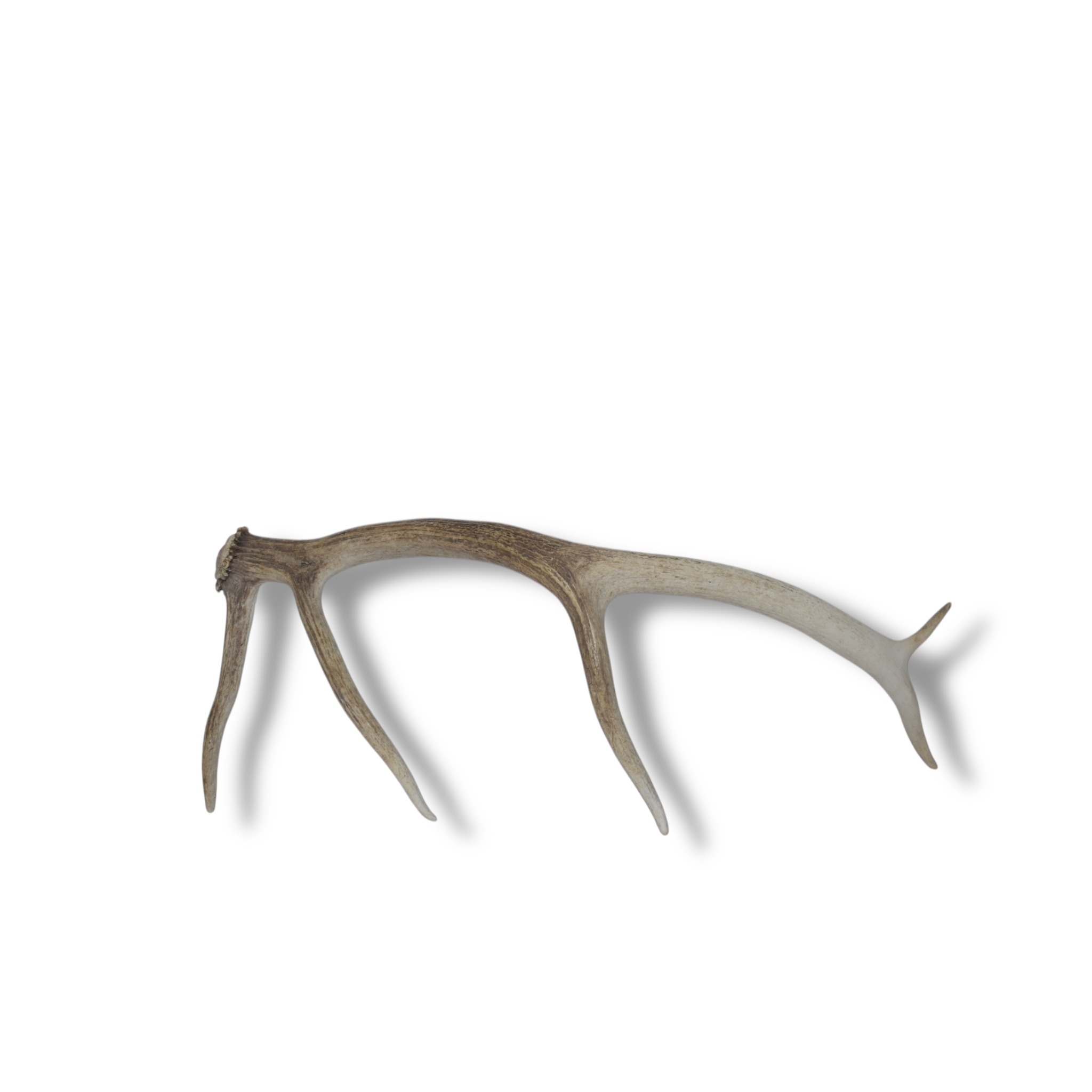 Elk Antler | Small Size | 70