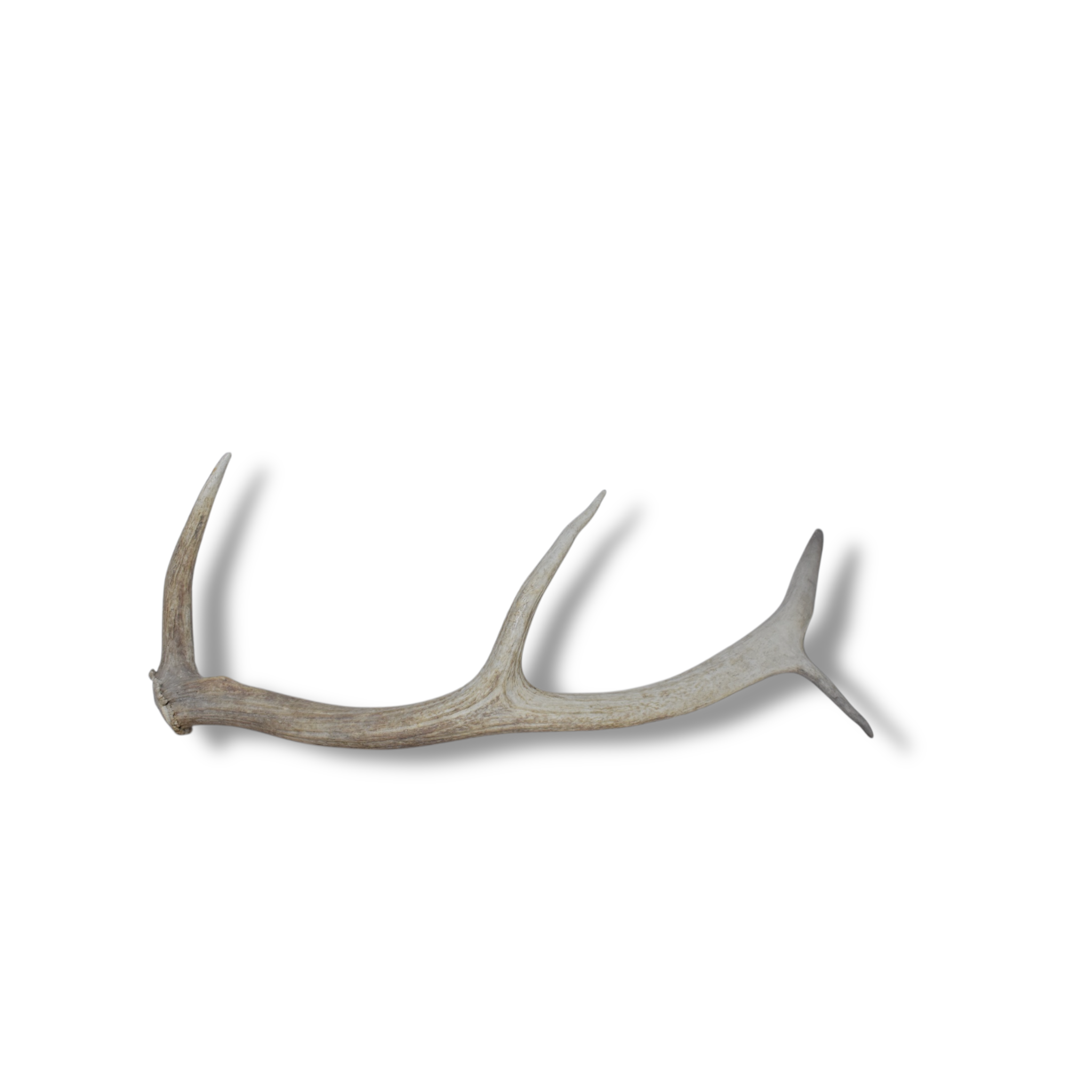 Elk Antler | Small Size | 64