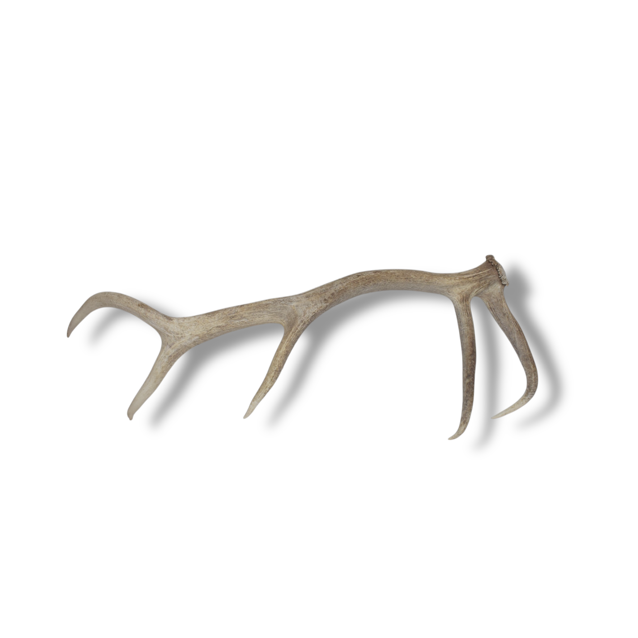 Elk Antler | Medium Size | 69