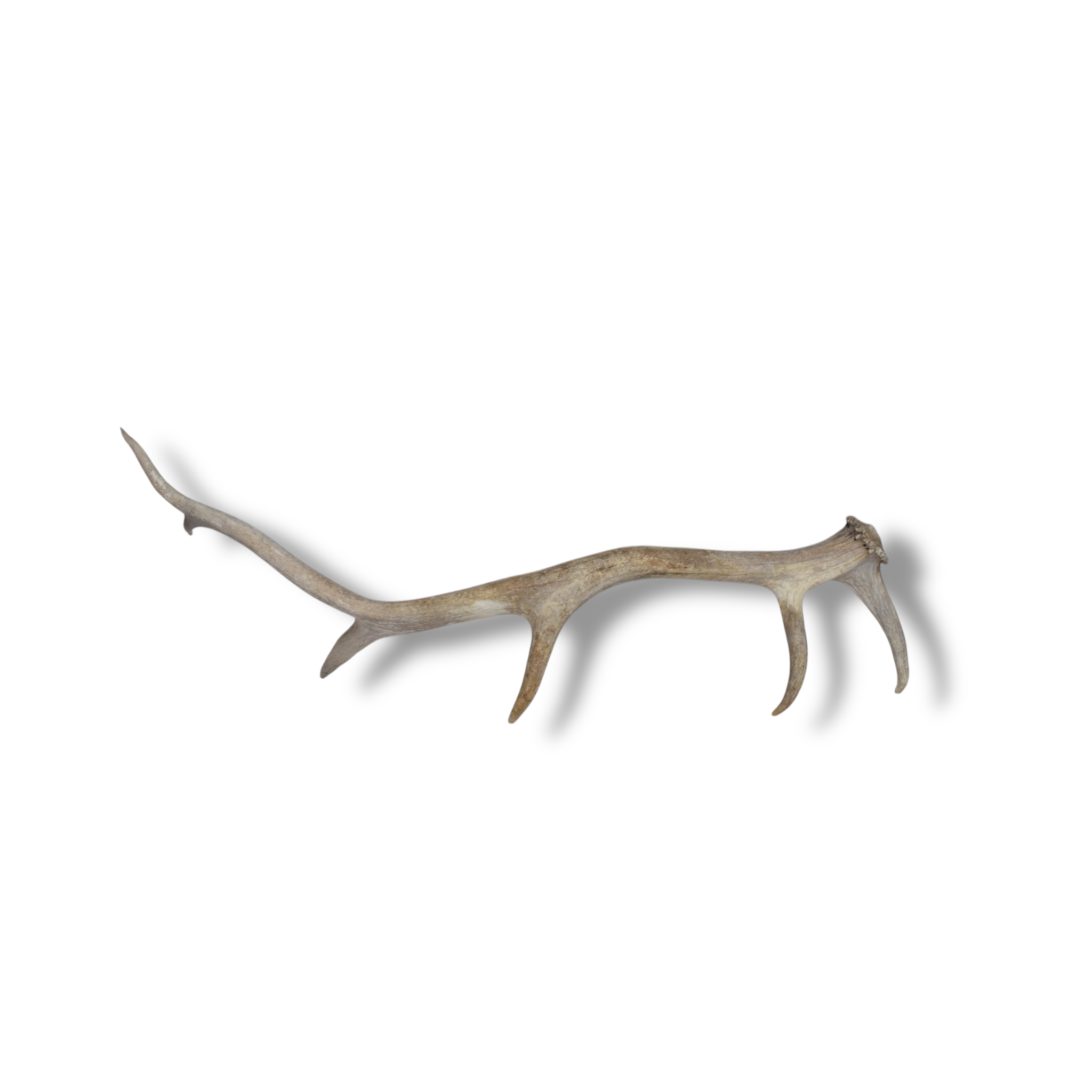 Elk Antler | Medium Size | 72