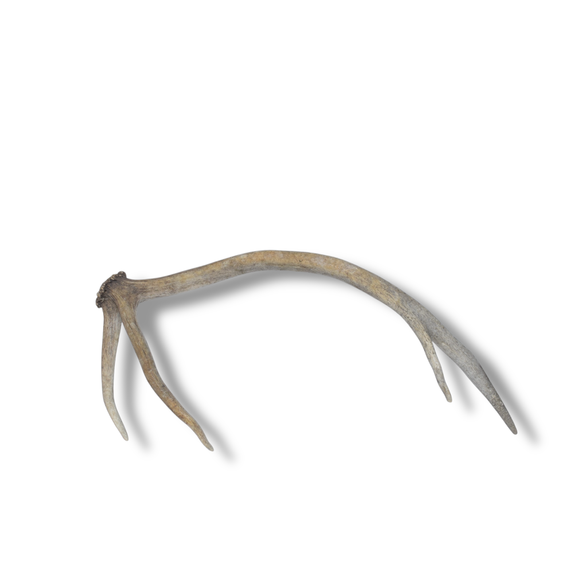 Elk Antler | Small Size | 77