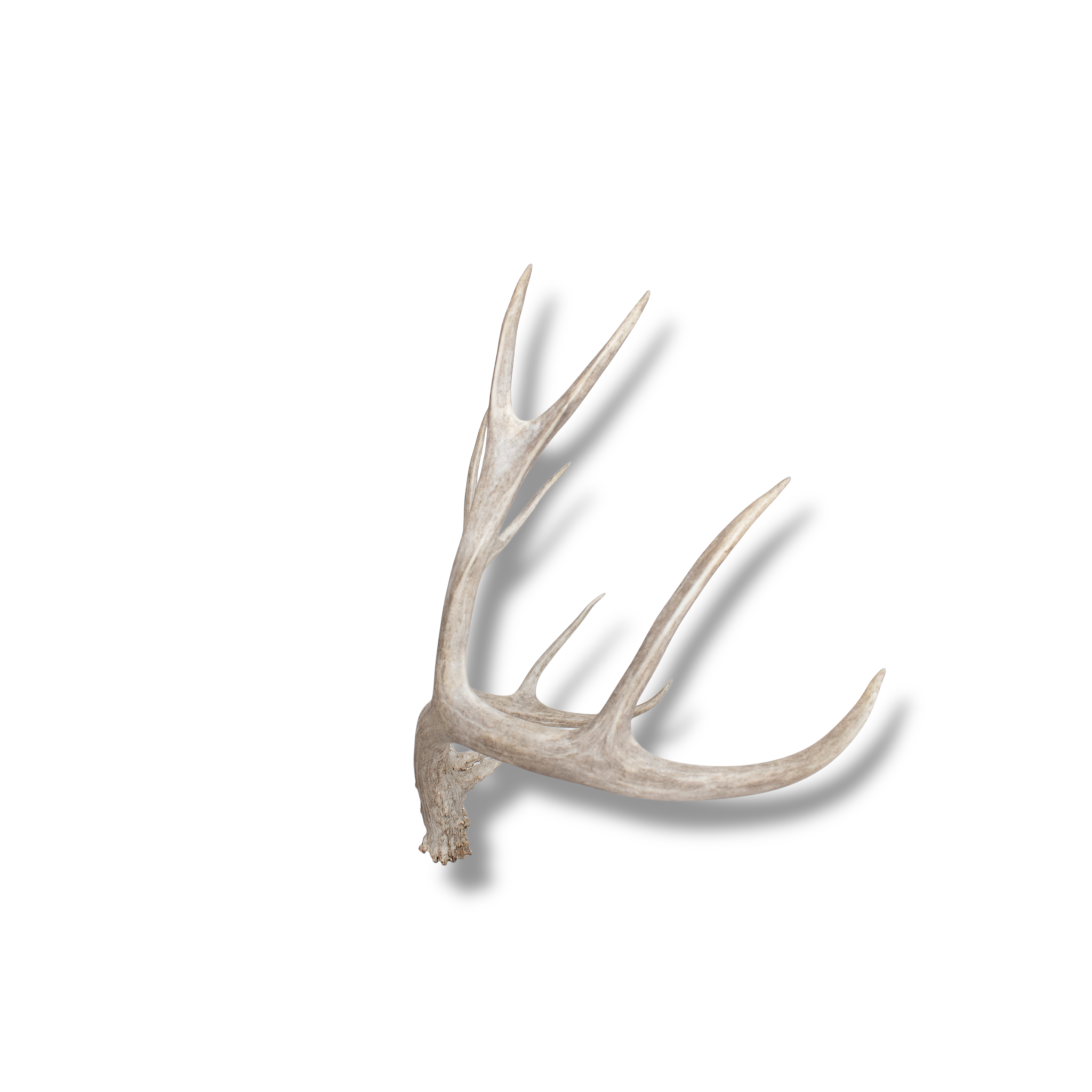 Mule Deer Medium | Made-to-Order | 07
