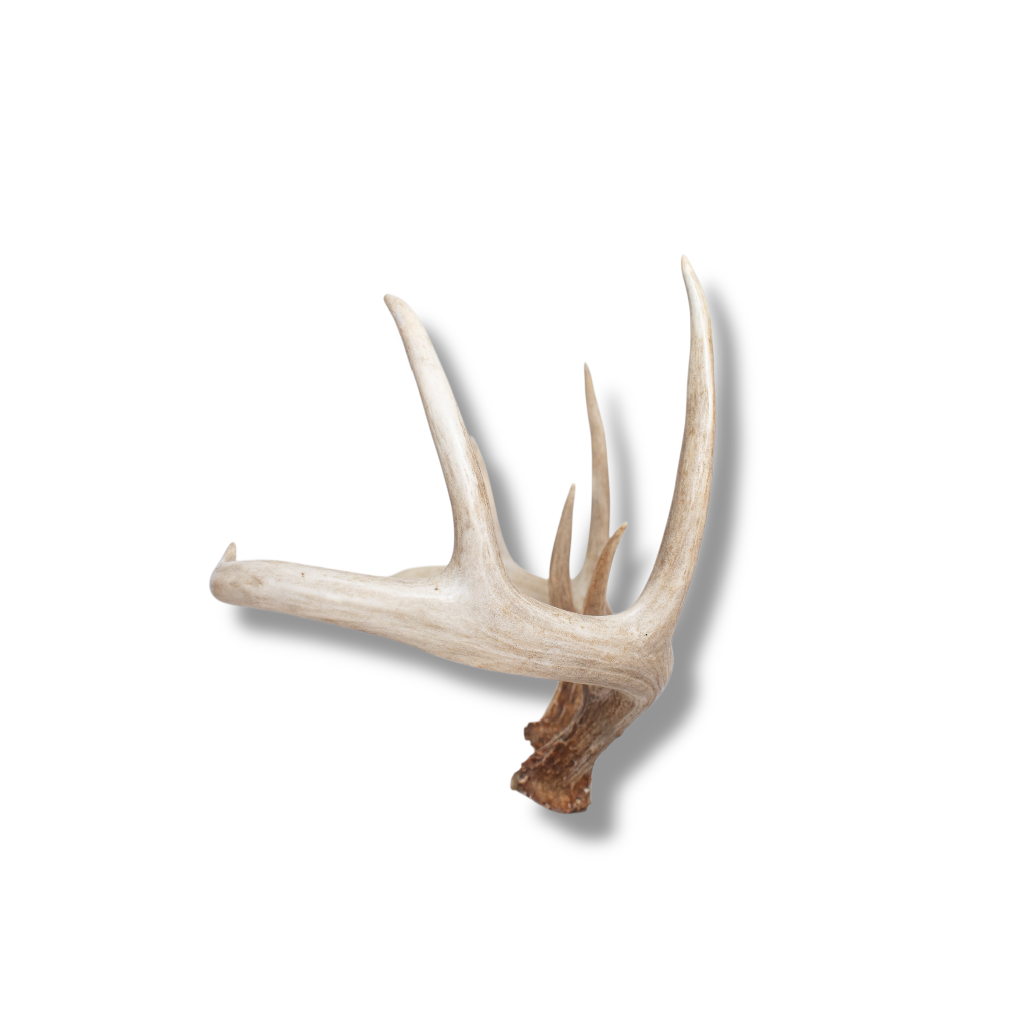 Whitetail Deer Medium | Made-to-Order | 09