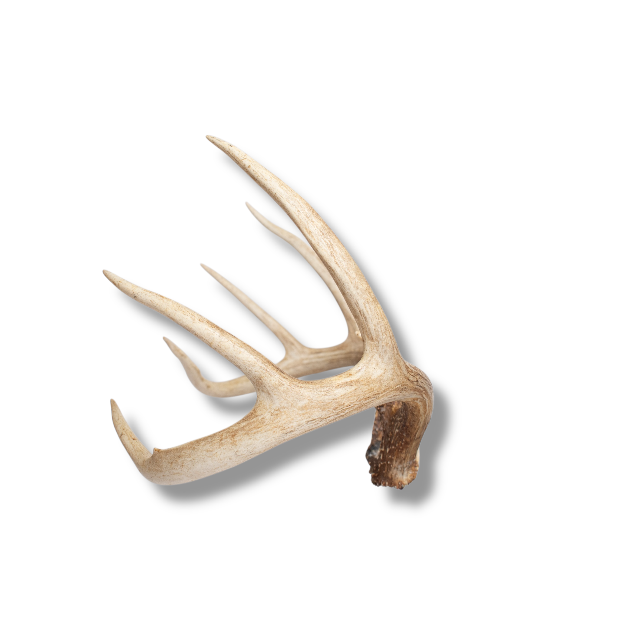 Whitetail Deer Large | Made-to-Order | 10